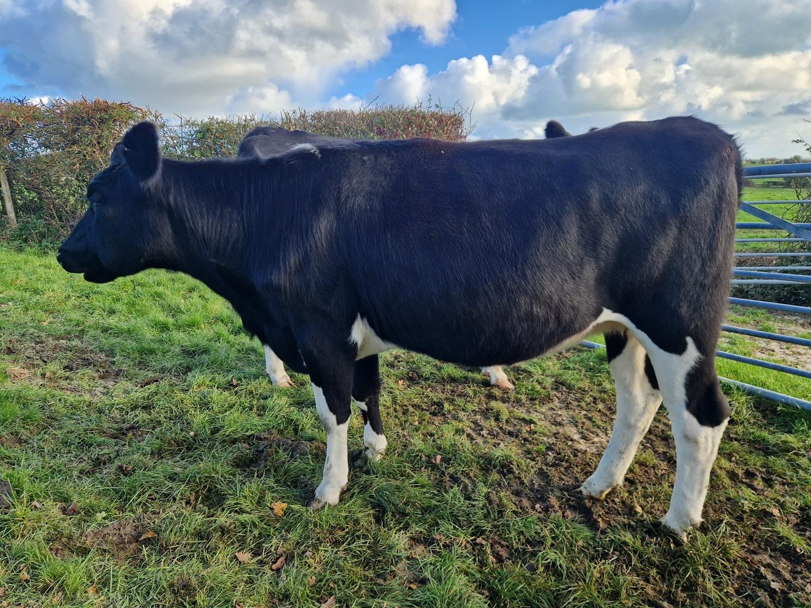 OLMC - 14 Organic in Calf Dairy Heifers