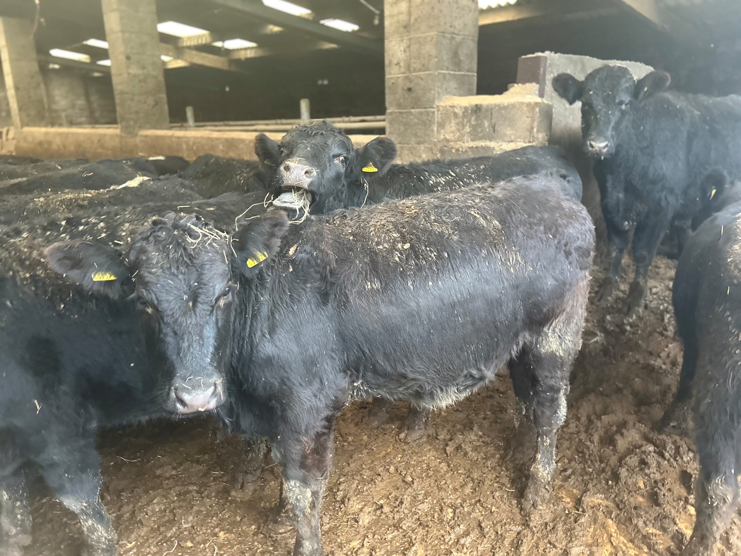 OLMC - 30 Organic pure Aberdeen Angus Store Cattle