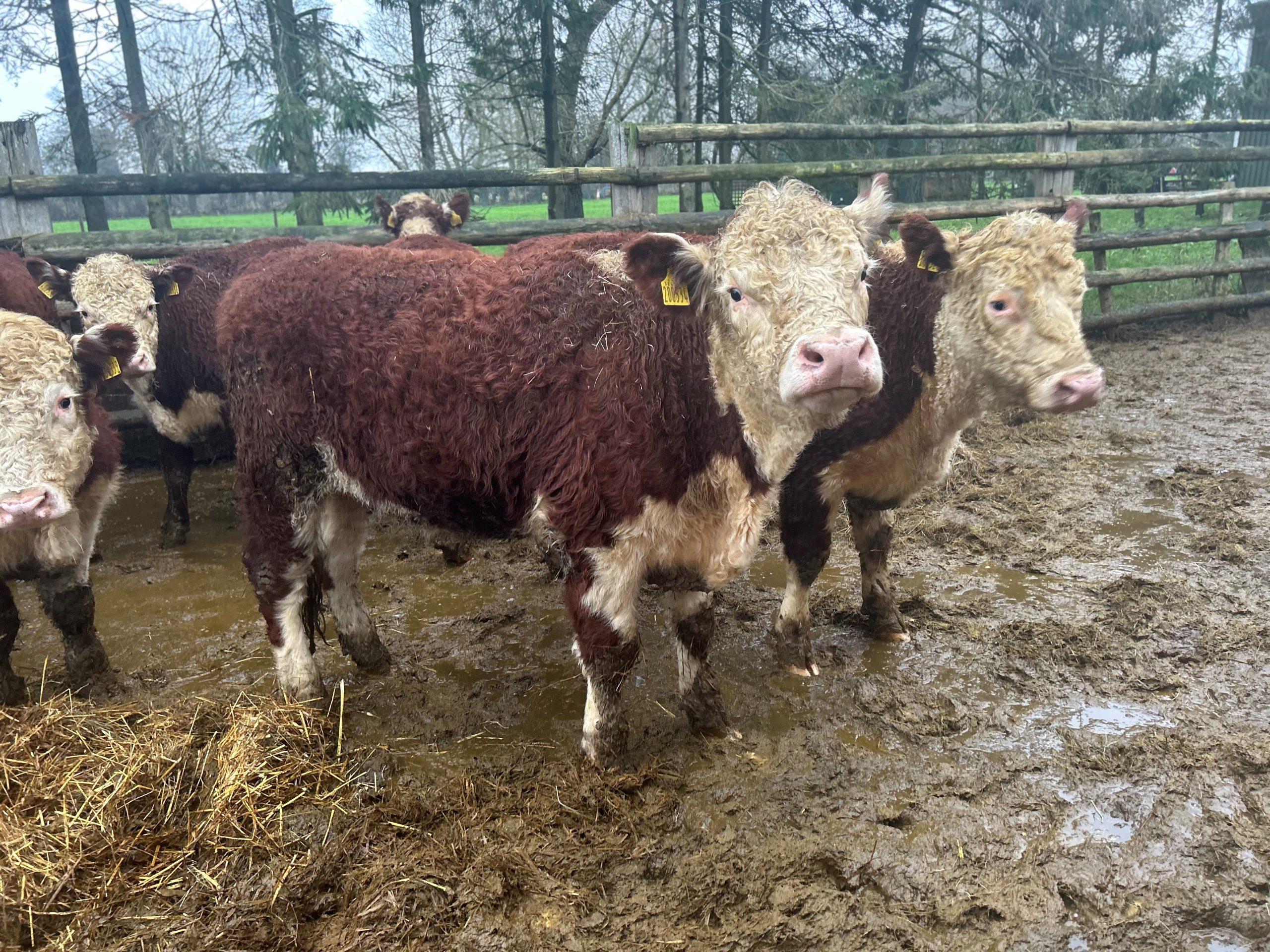 OLMC - 9 Organic Hereford Store Cattle