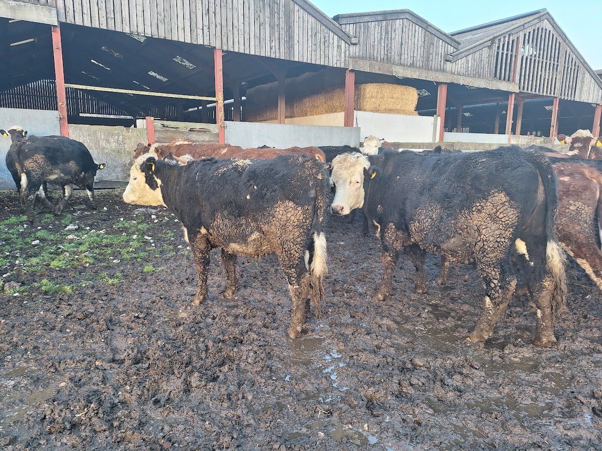 OLMC - 40 Organic Hereford x Friesian Steers and Heifers