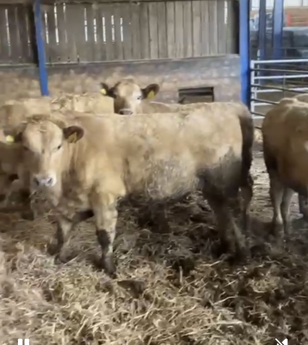 OLMC - 27 Organic Store Cattle Mainly Charolais