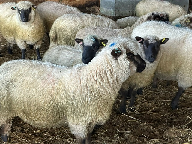 OLMC - Organic Llanwenog cross store lambs