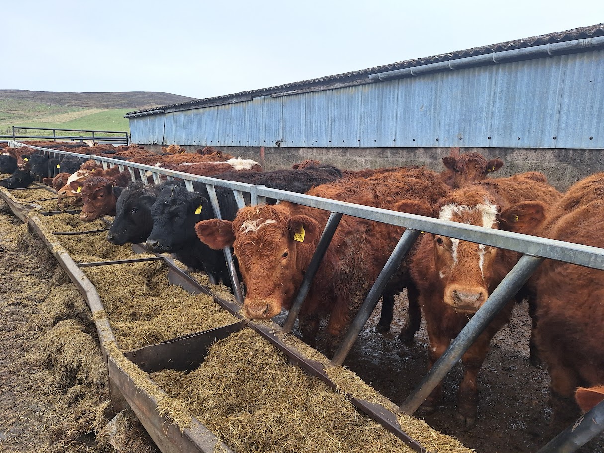 OLMC - 120/130 Organic Stores mainly 10-12 months old about 350 kgs