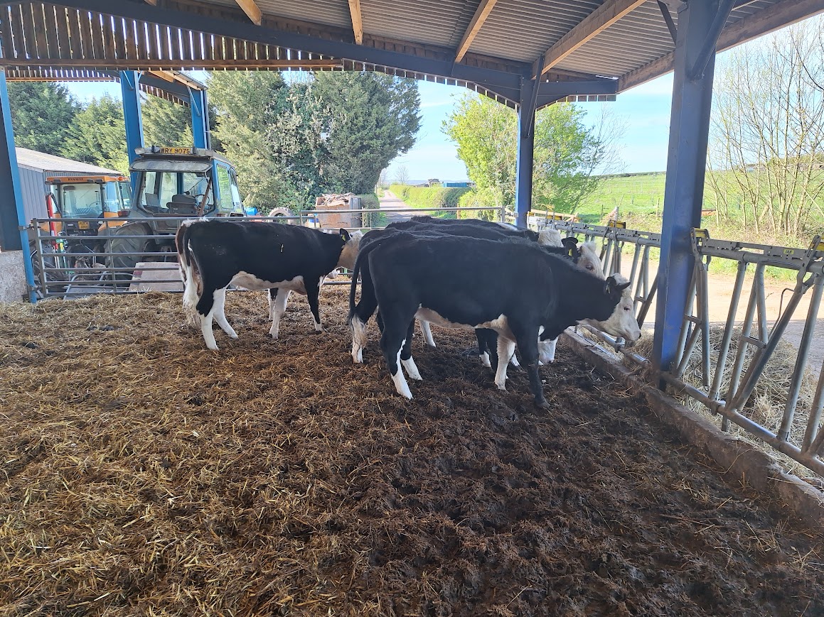 OLMC - 18 Organic Hereford Store Cattle