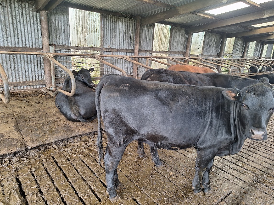 OLMC - 71 Organic Mainly Aberdeen Angus Store Cattle