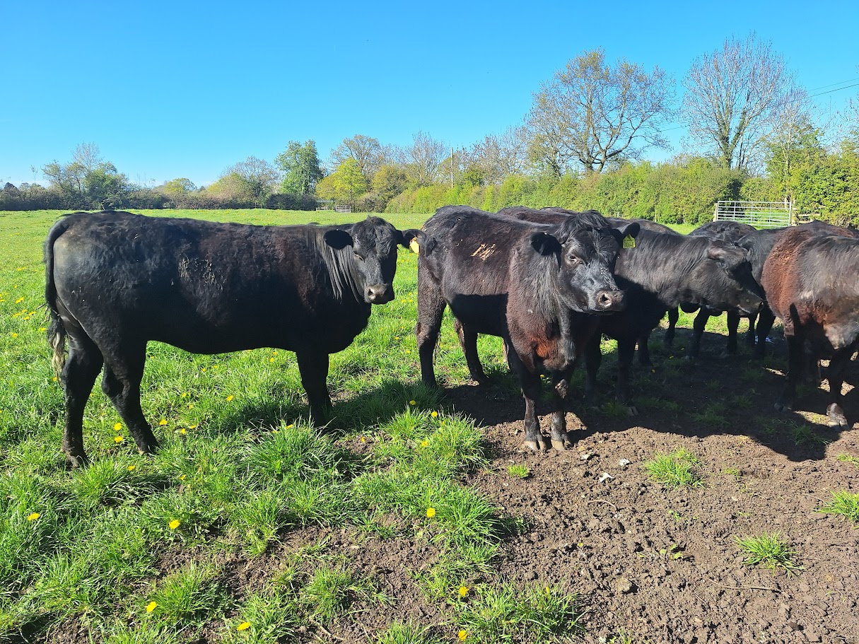 OLMC - 9 Organic Aberdeen Angus in Calf Heifers,