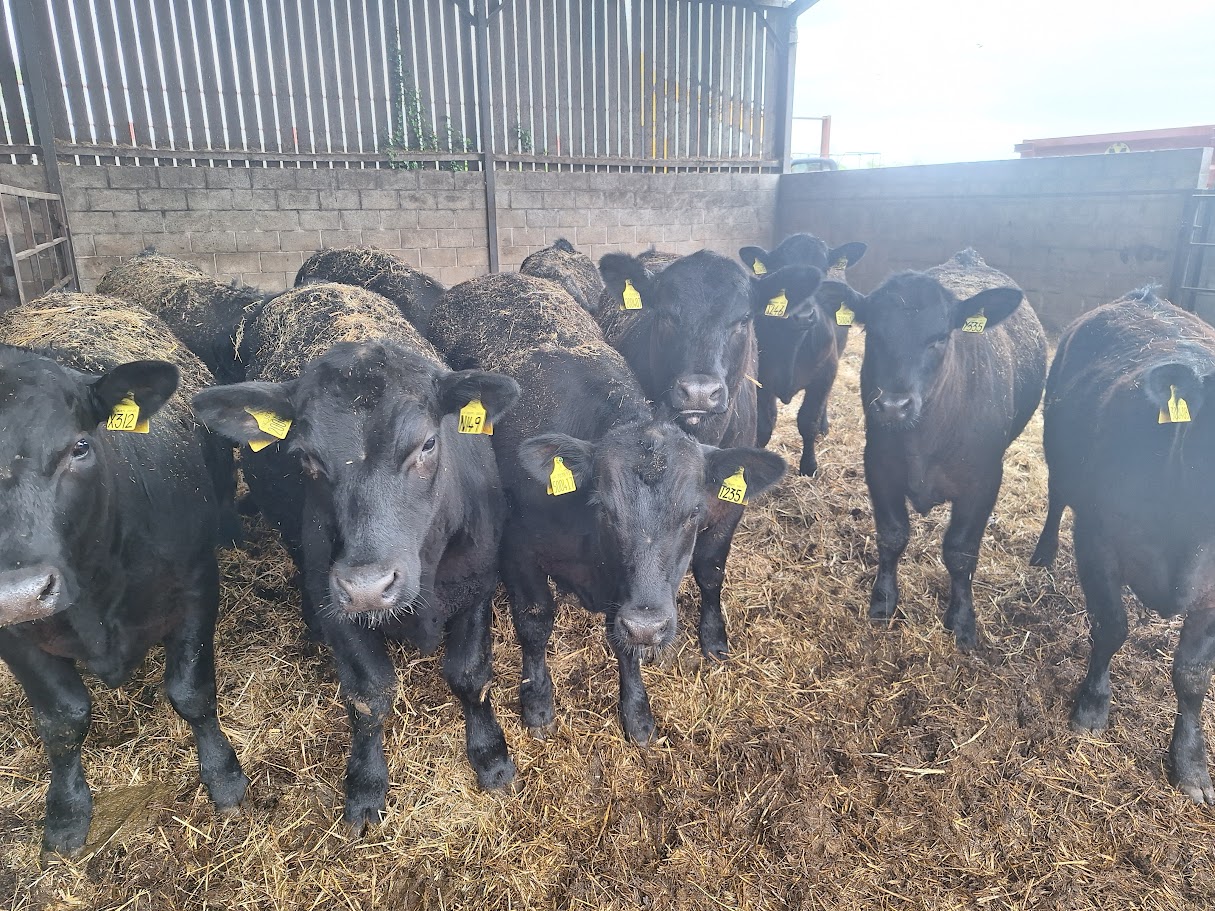 OLMC - 10 Organic Pure Bred Aberdeen Angus Store Cattle