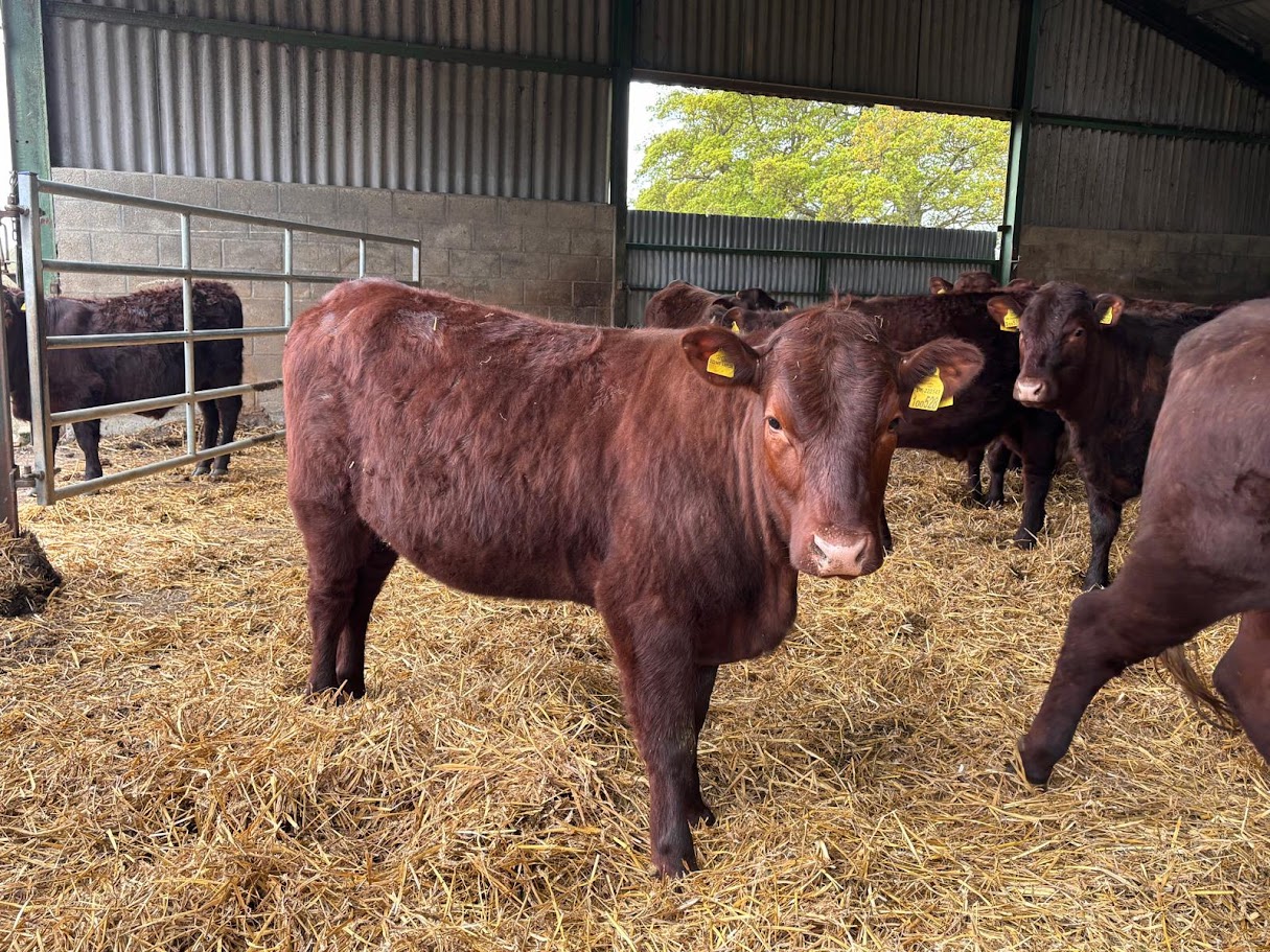 OLMC - 18 Organic Sussex Steers and Heifers,