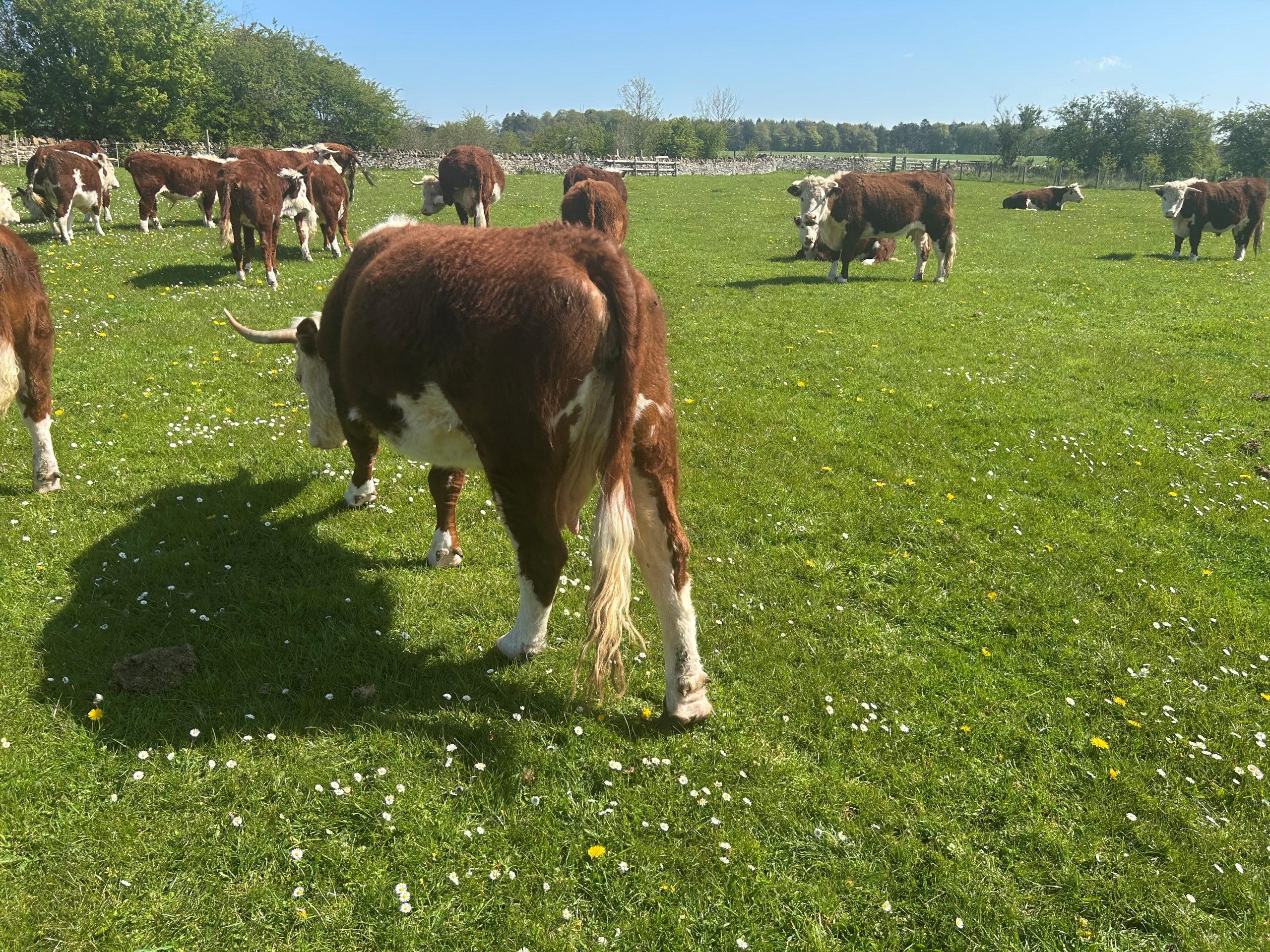 OLMC - 30 Organic Traditional Hereford Cows and Store Cattle