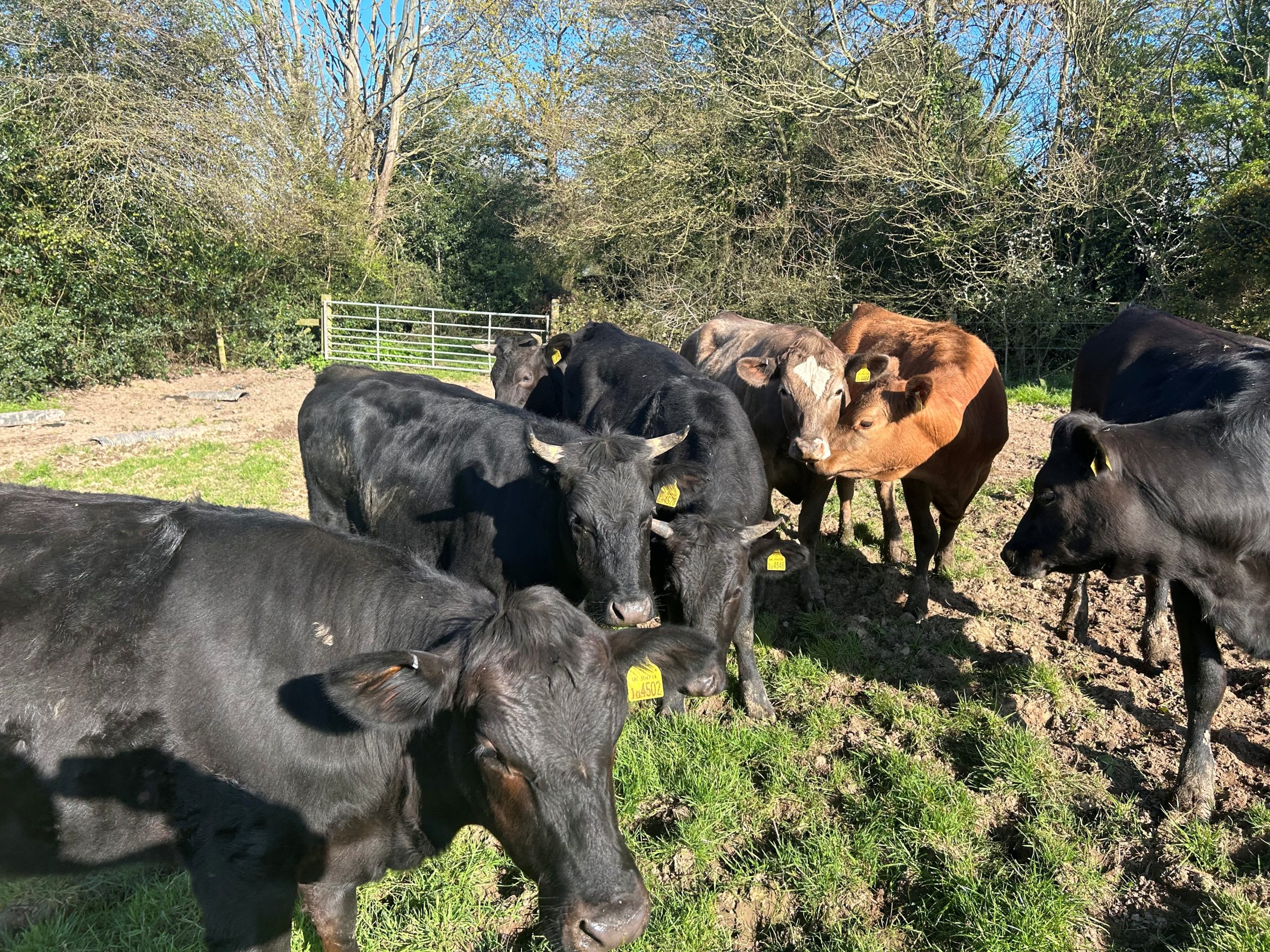 OLMC - 9 Organic Store Aberdeen Angus and Limousin Heifers
