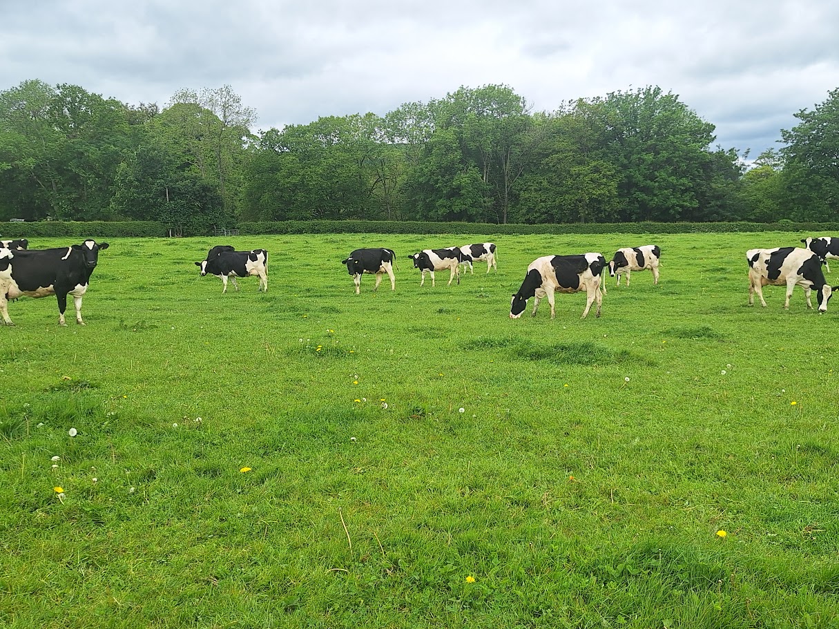OLMC - 100 Organic and PWAB Dairy Cows av. 8000 litres