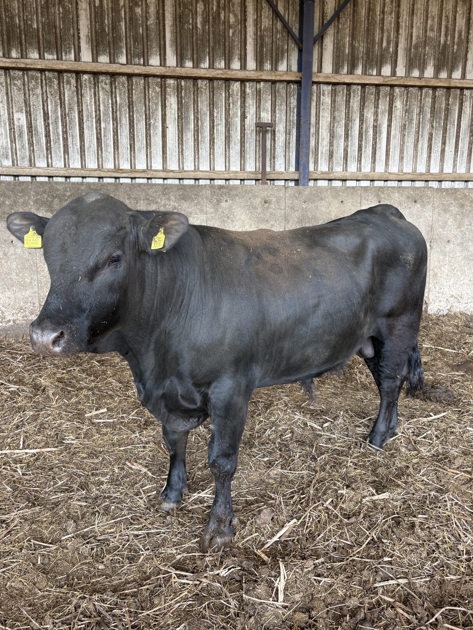 OLMC - 2 Organic Home Bred Pedigree AA Bulls