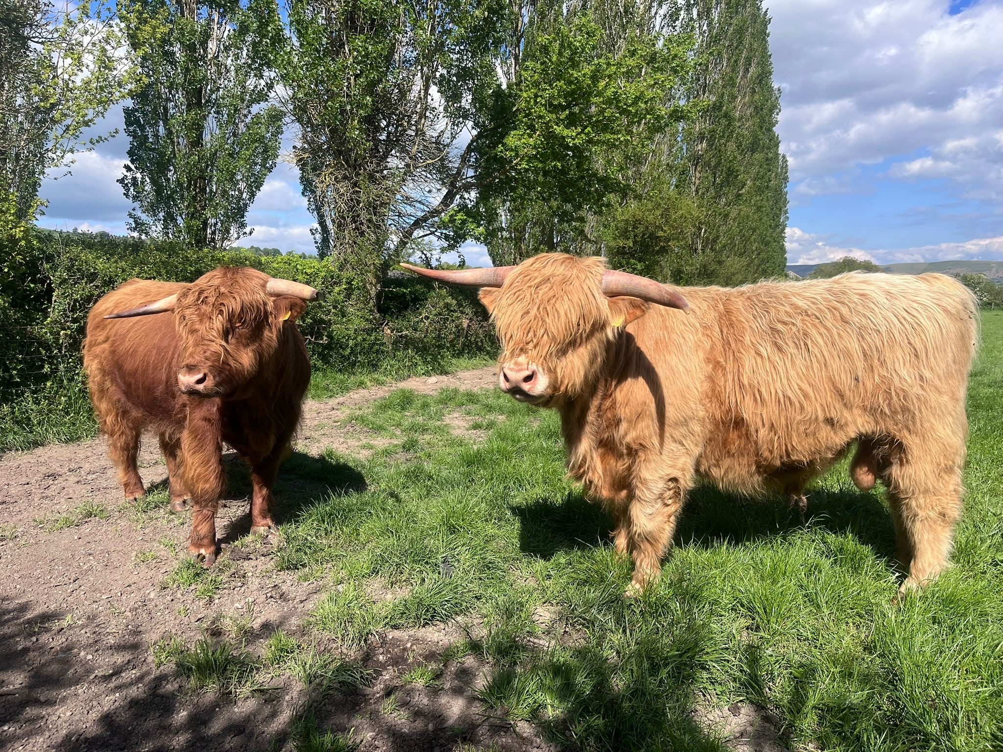 OLMC - 2 Organic Highland Bulls