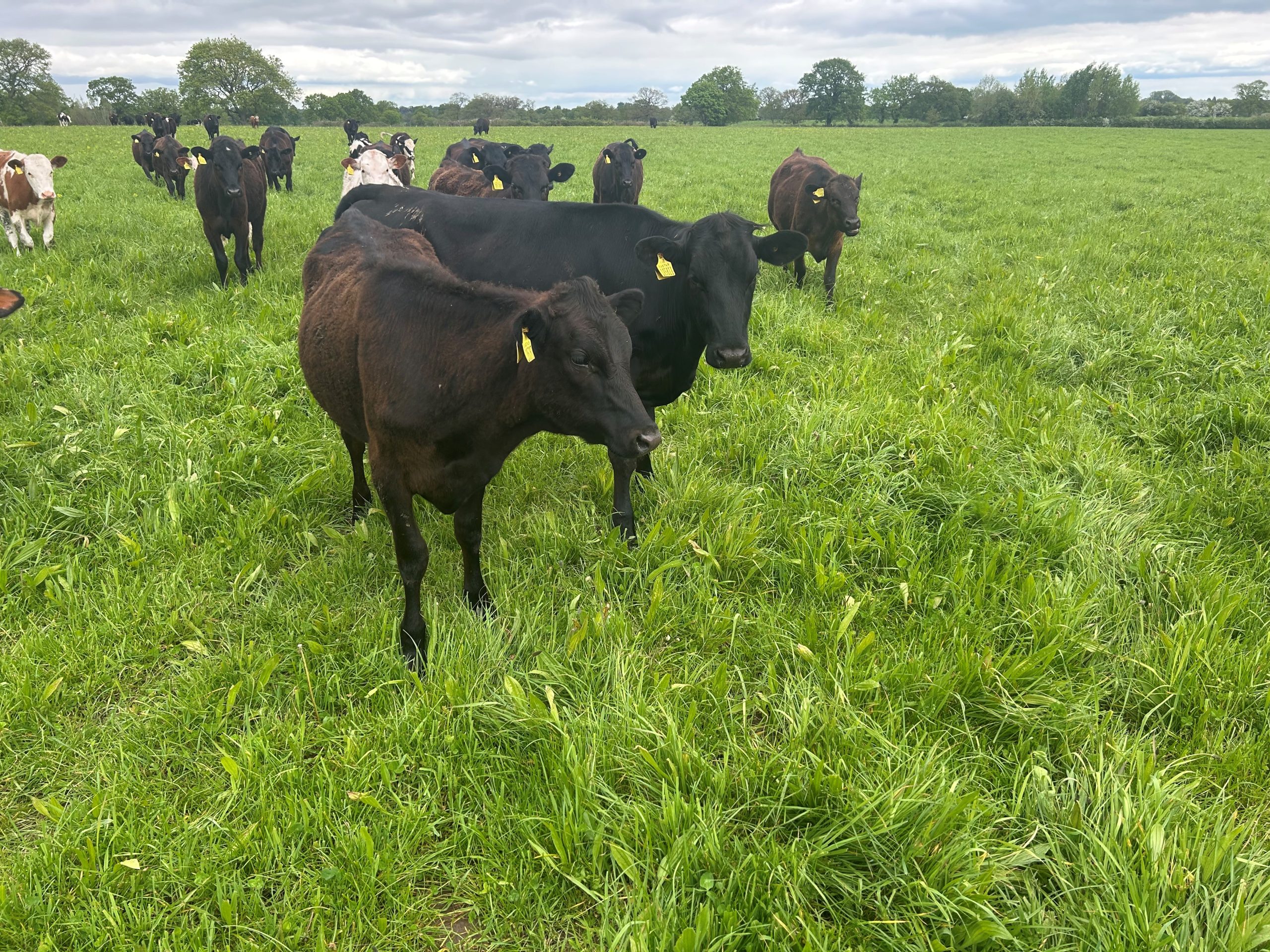 OLMC - 25 Organic Aberdeen Angus X Heifers