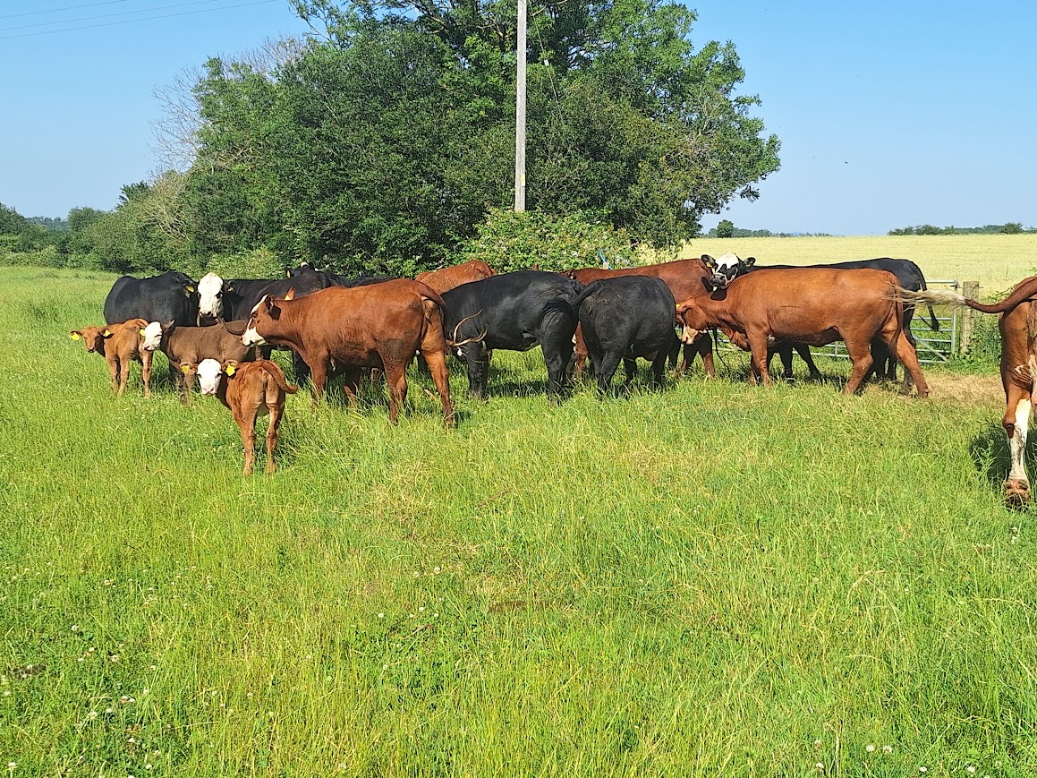 OLMC - 17 Organic Cows and Calves