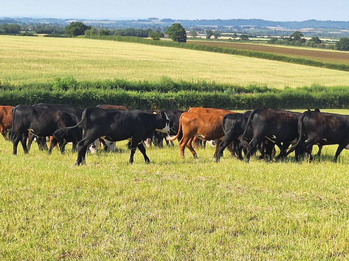 OLMC - 30 Organic 10 to 12 month old Stores AA out of He Cows