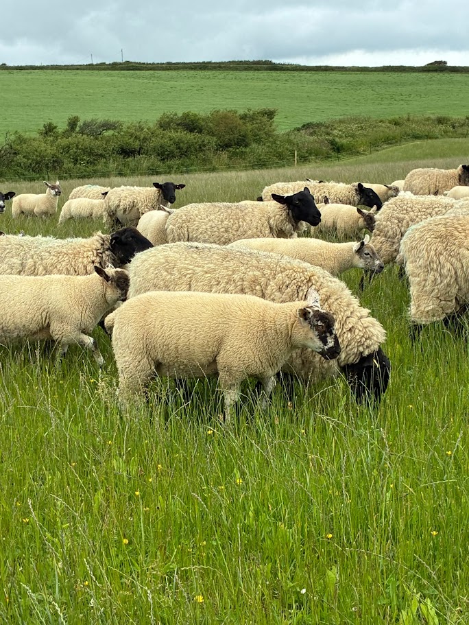 OLMC - 150 , 35 kg lambs