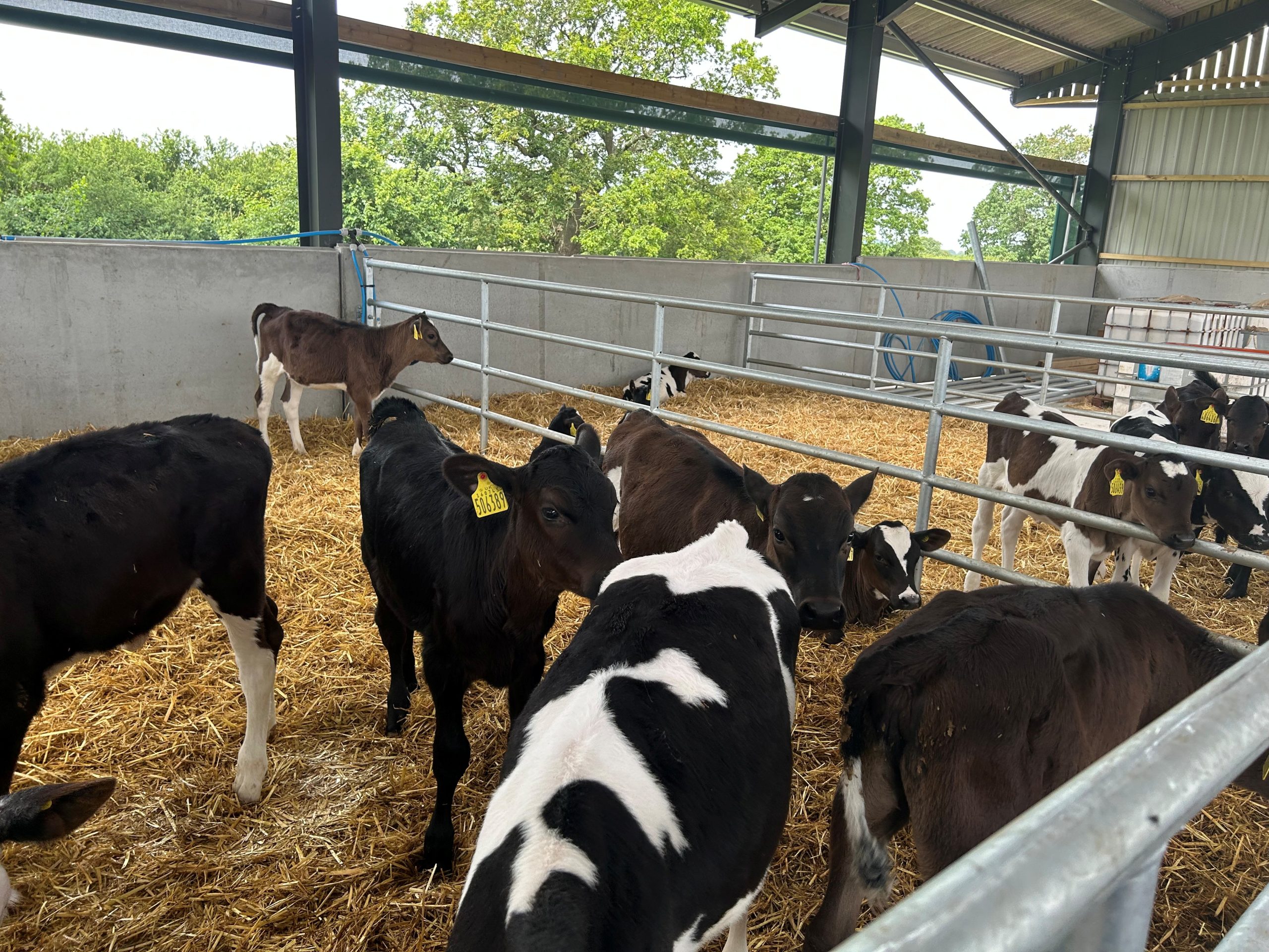 OLMC - 50 Organic Dairy Calves