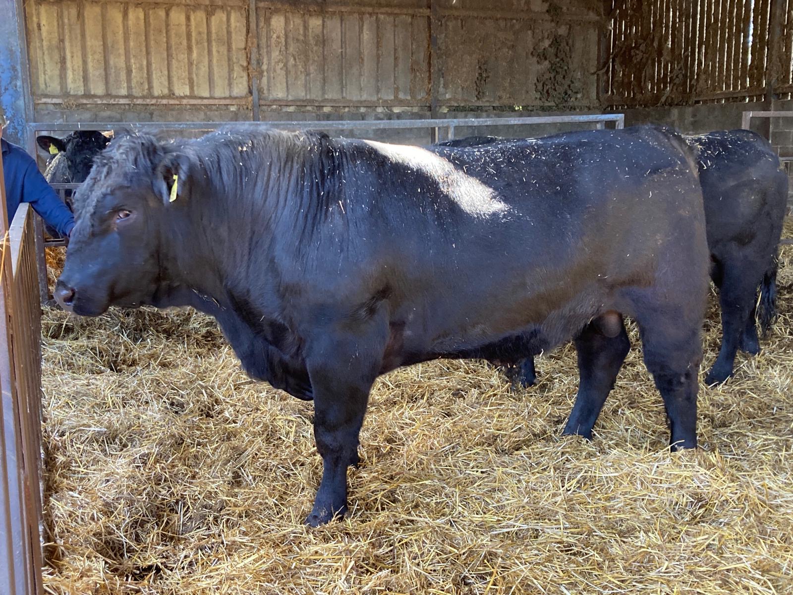 OLMC - 2 Home bred Organic Pedigree AA Bulls