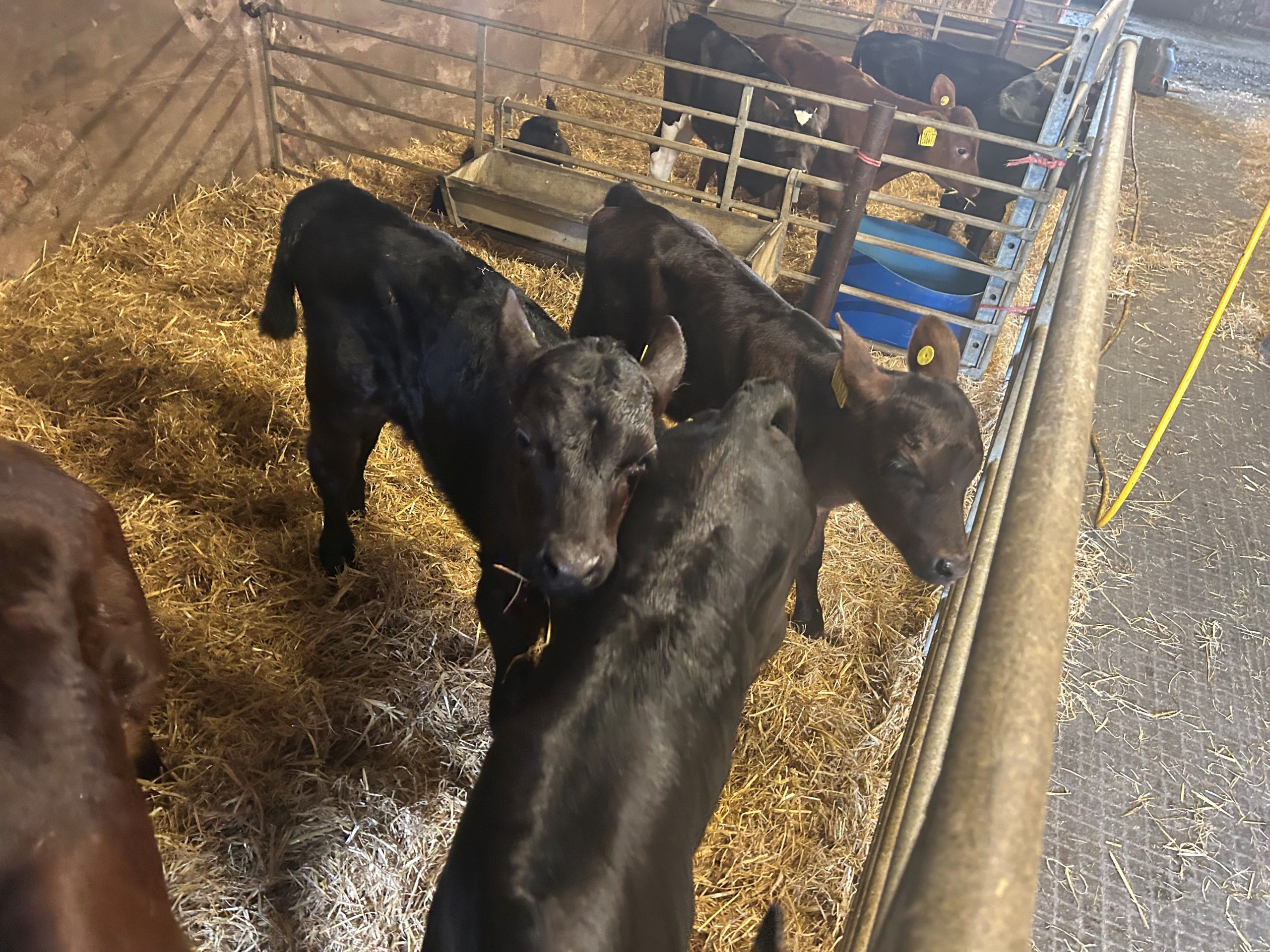 OLMC - 30 Organic Angus (named sire) calves