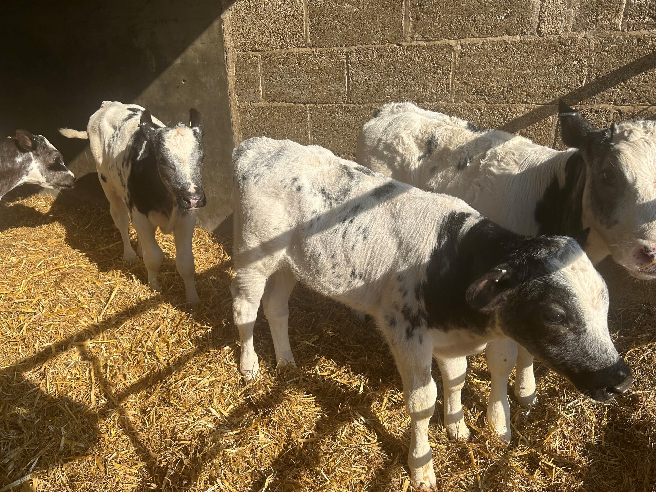 OLMC - 15 Organic Calves mainly British Blue a few Aberdeen Angus