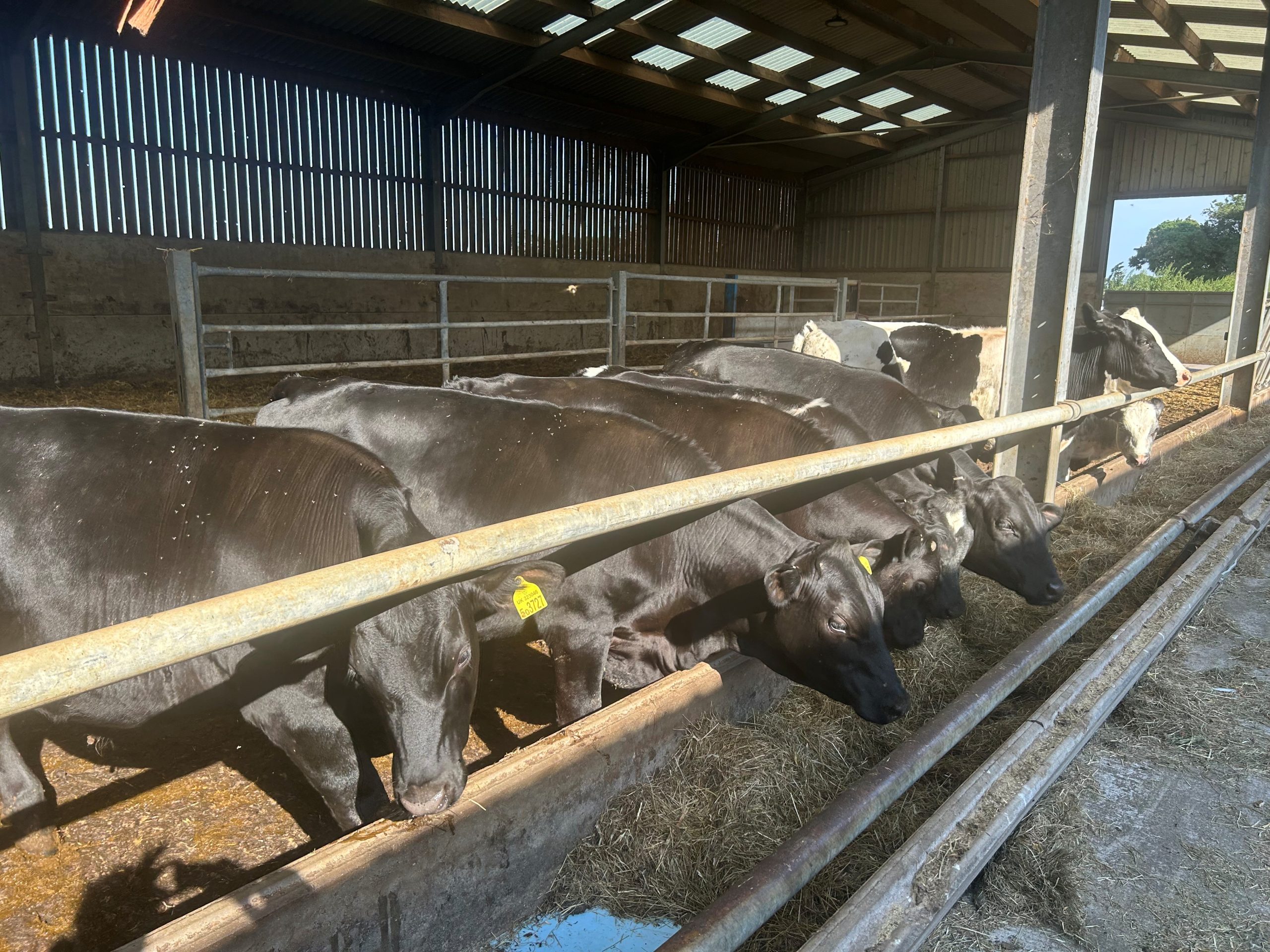 OLMC - 30 Organic Store Cattle Aberdeen Angus and British Blues 8-12 months old