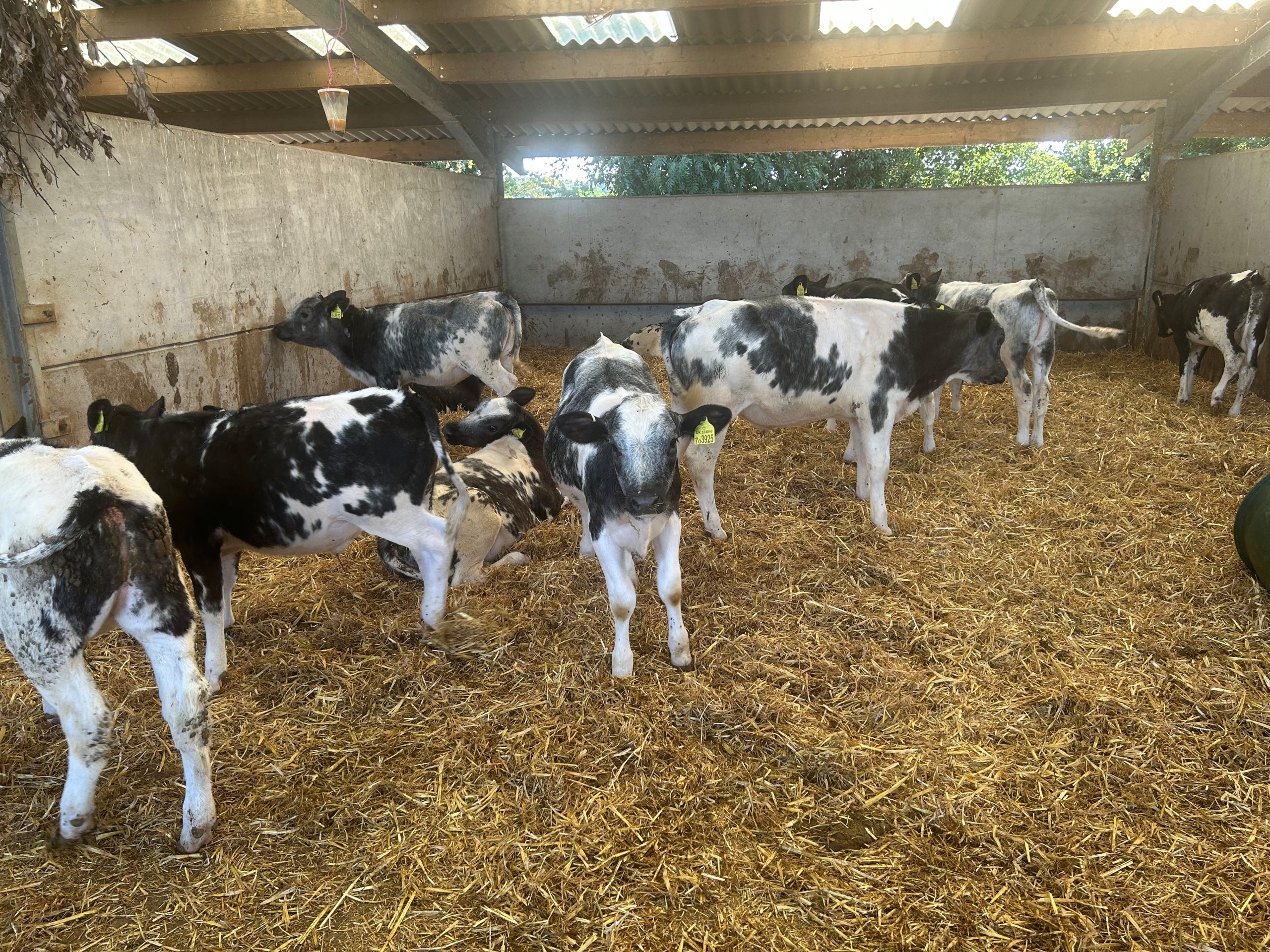 OLMC - 12 Organic British Blue weanlings 4/5 months old