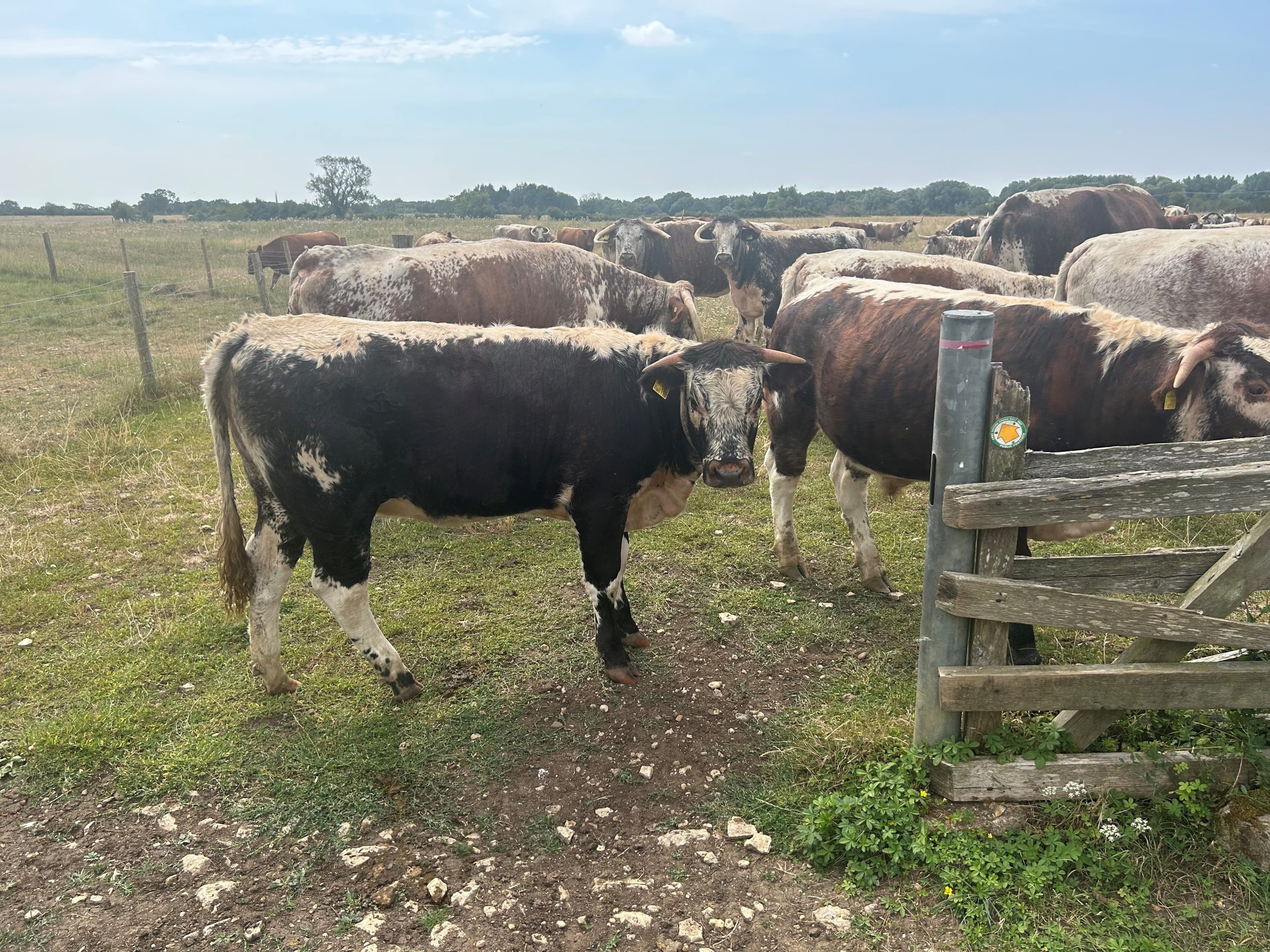 OLMC - Organic and Pasture for Life Longhorn Herd Dispersal