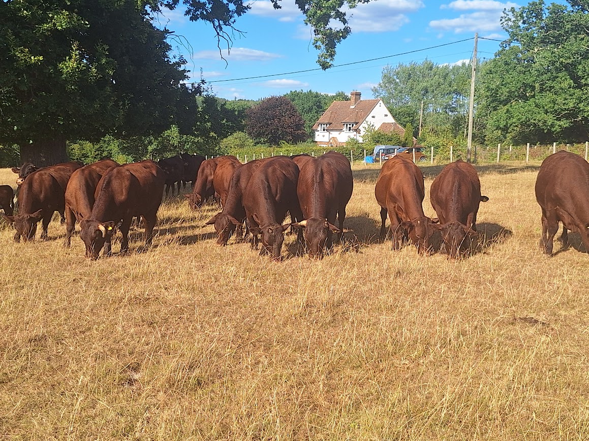 OLMC - 30 Organic and PFL Sussex Steers and Heifers