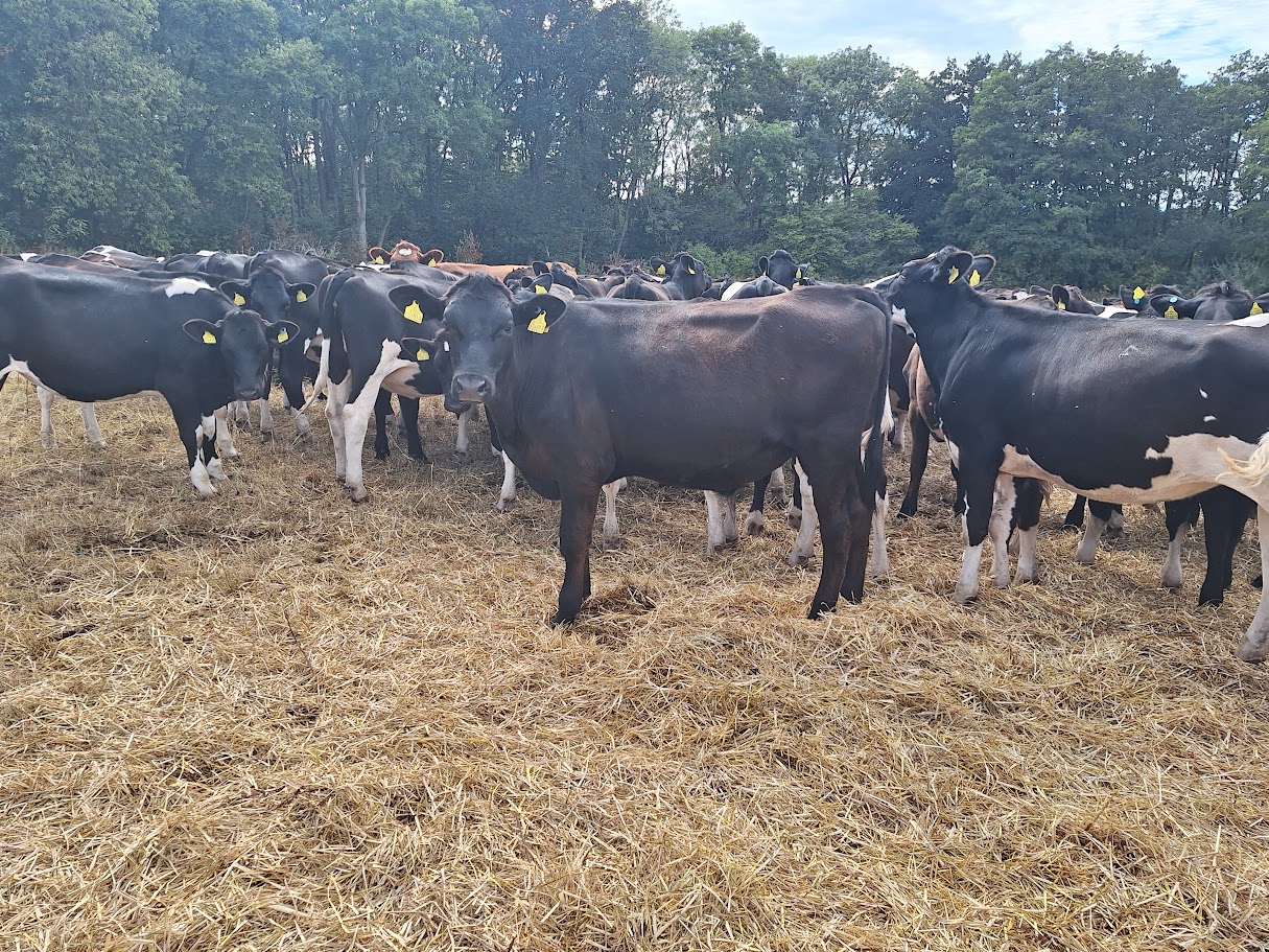OLMC - 29 Organic cattle, mainly Aberdeen Angus 11 months old