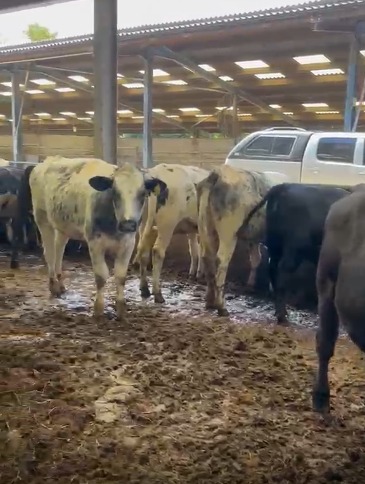 OLMC - 22 Organic Store Cattle Aberdeen Angus and British Blue