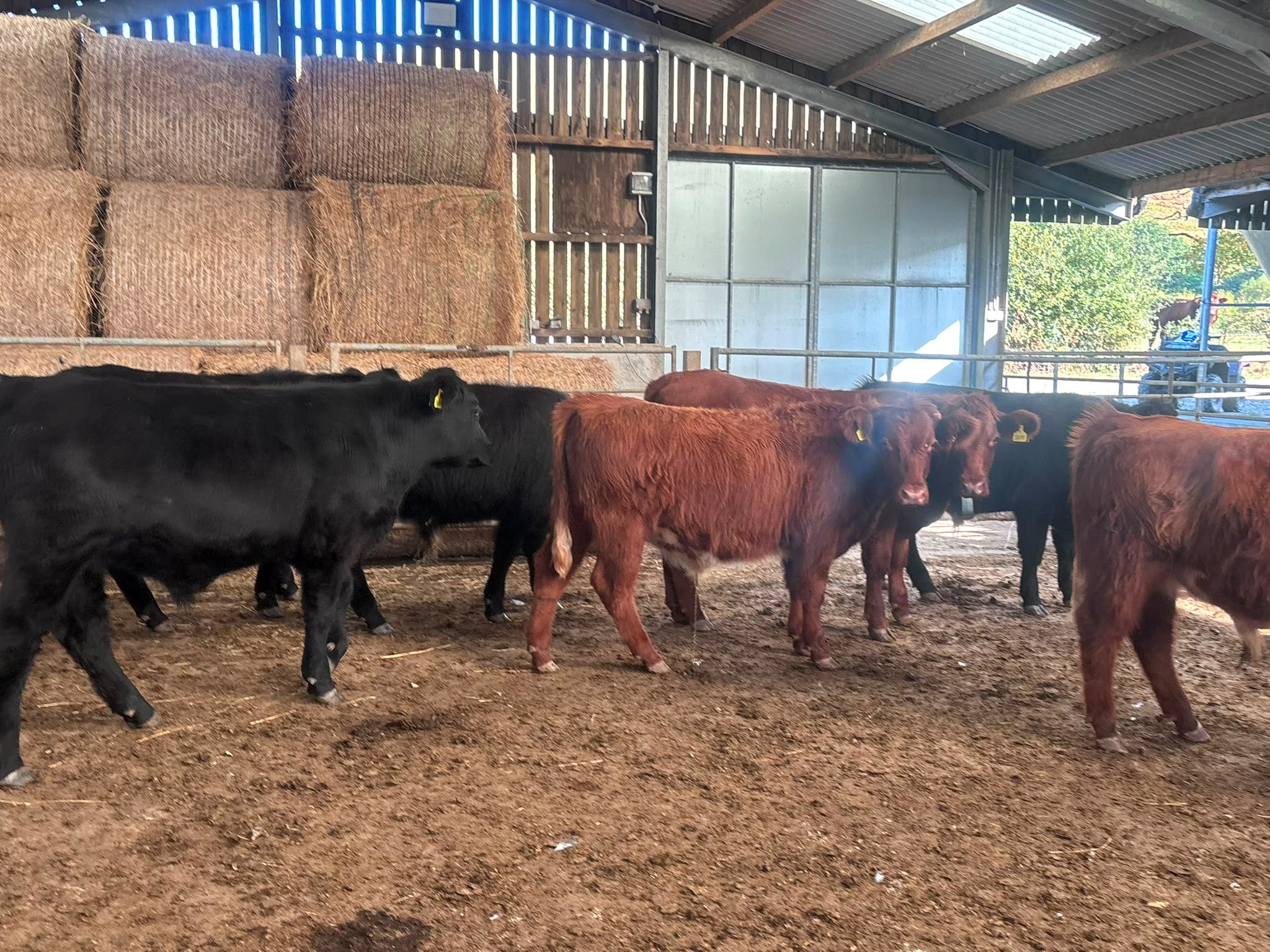 OLMC - 12 Organic TB Restricted Beef Shorthorn X Steers.