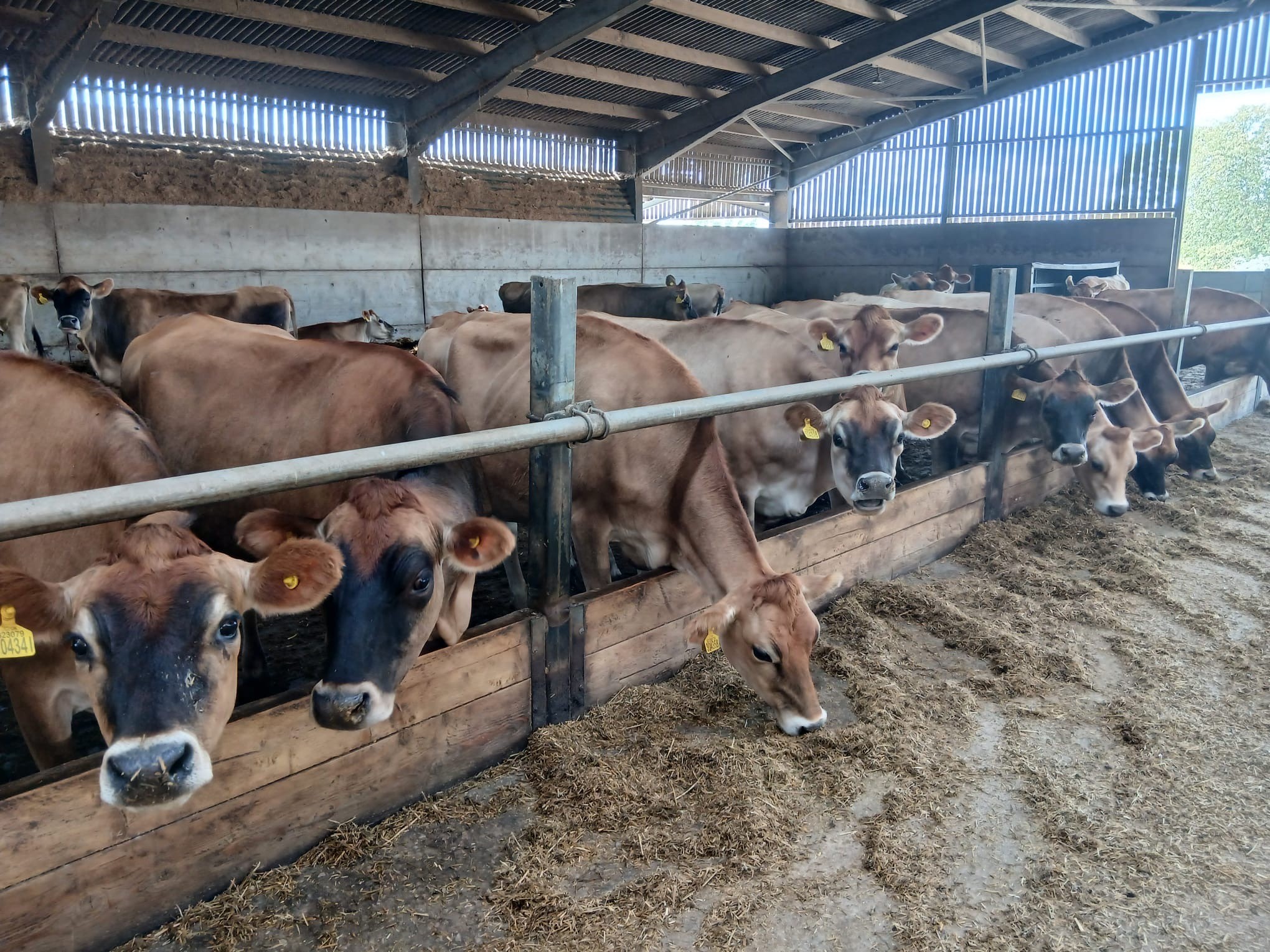 OLMC - 30 Organic Jersey in Calf Heifers