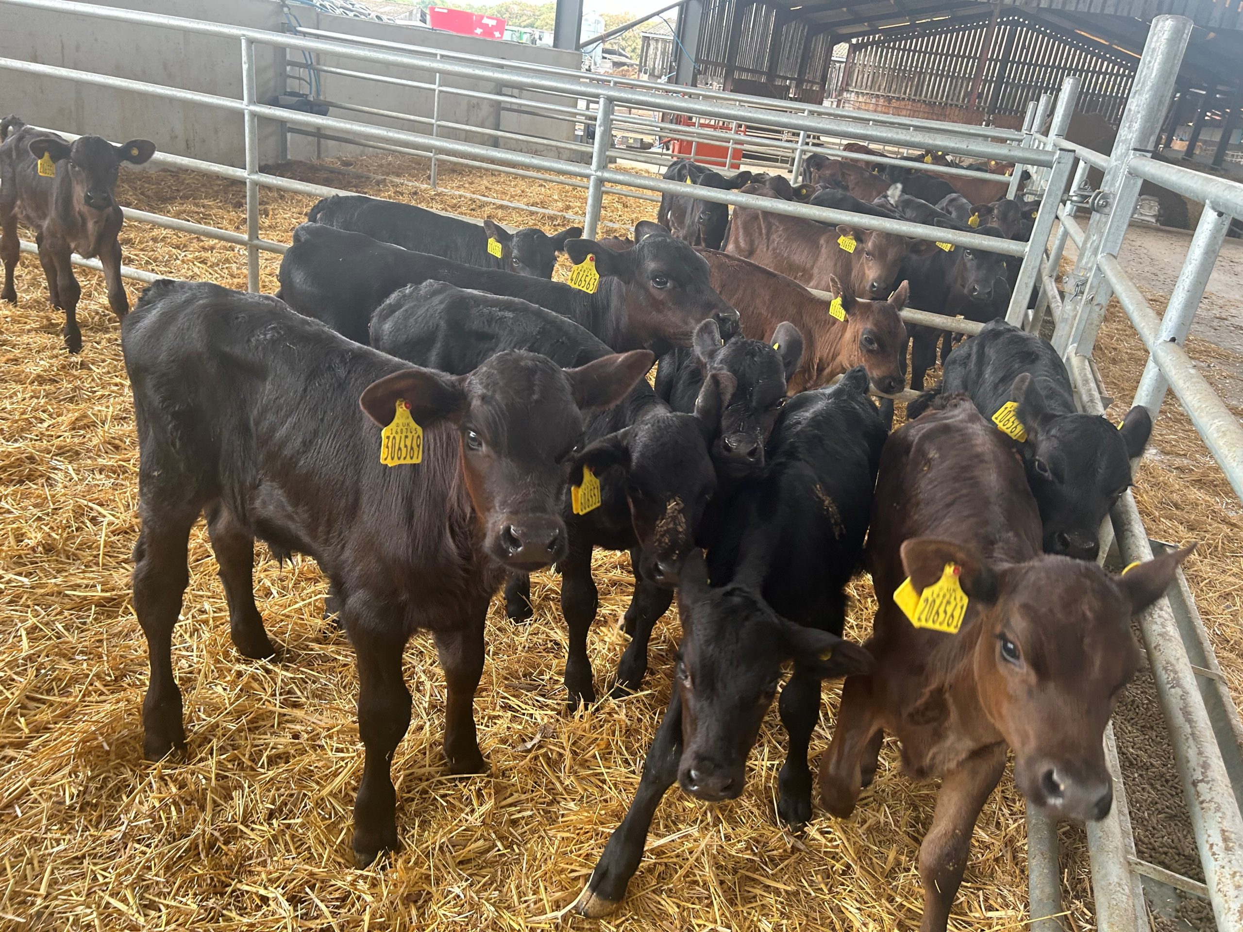 OLMC - 50 Organic Angus (named sire) calves
