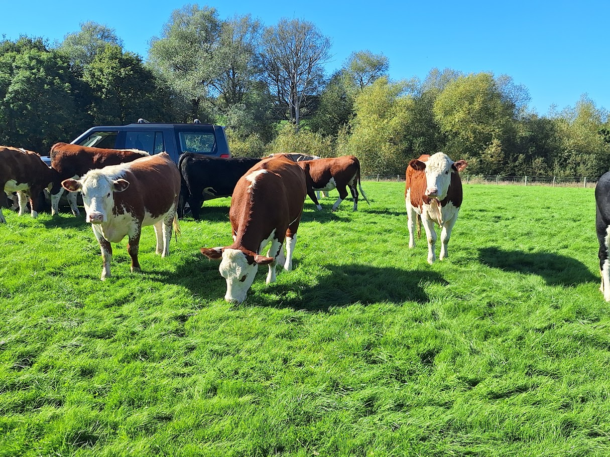 OLMC - 24 Organic Hereford Store Cattle