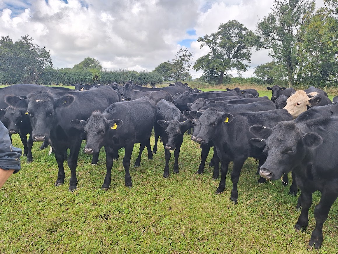 OLMC - 35 Beef Crosses AA and Hereford Steers and Heifers