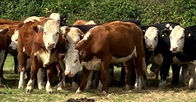 OLMC - 22 Organic Hereford & HerefordX Stores