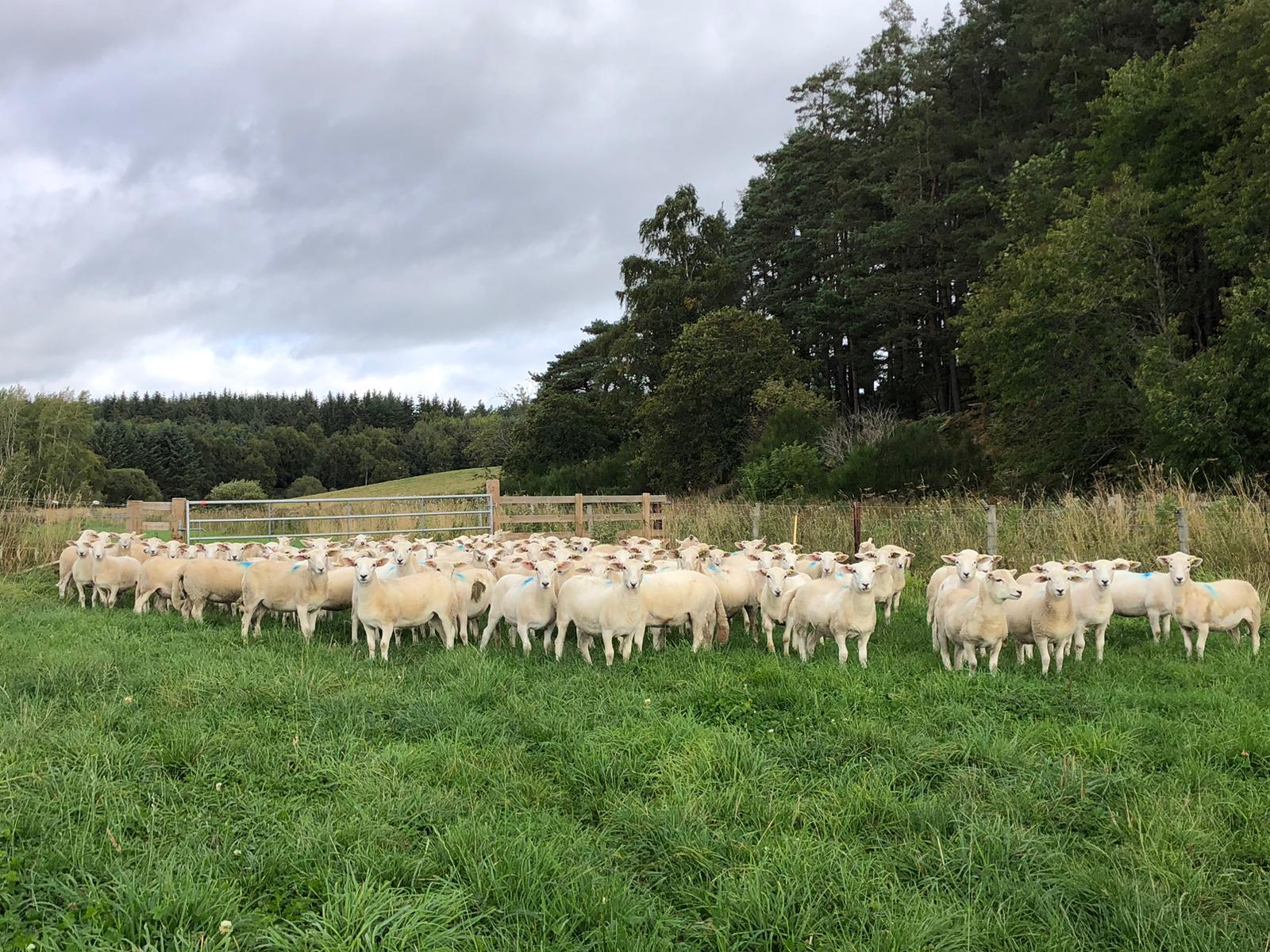 OLMC - 125 Easycare Organic Ewe lambs