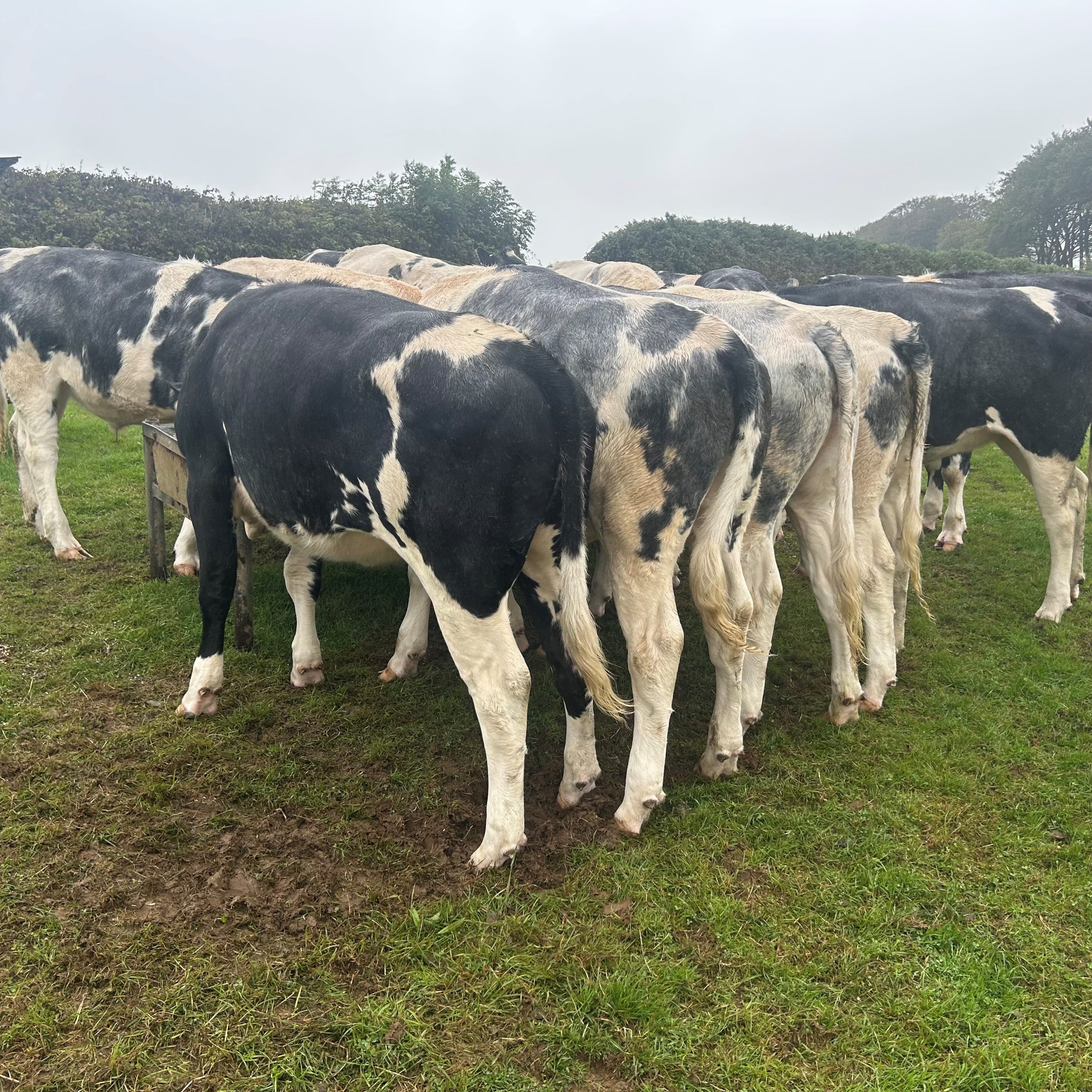 OLMC - 25 Organic British Blue Store Cattle