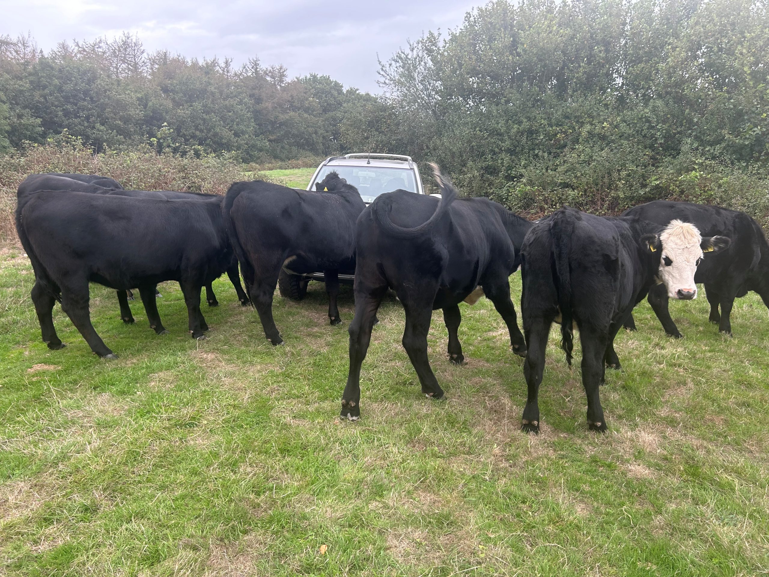 OLMC - 12 Organic Aberdeen Angus Store Cattle