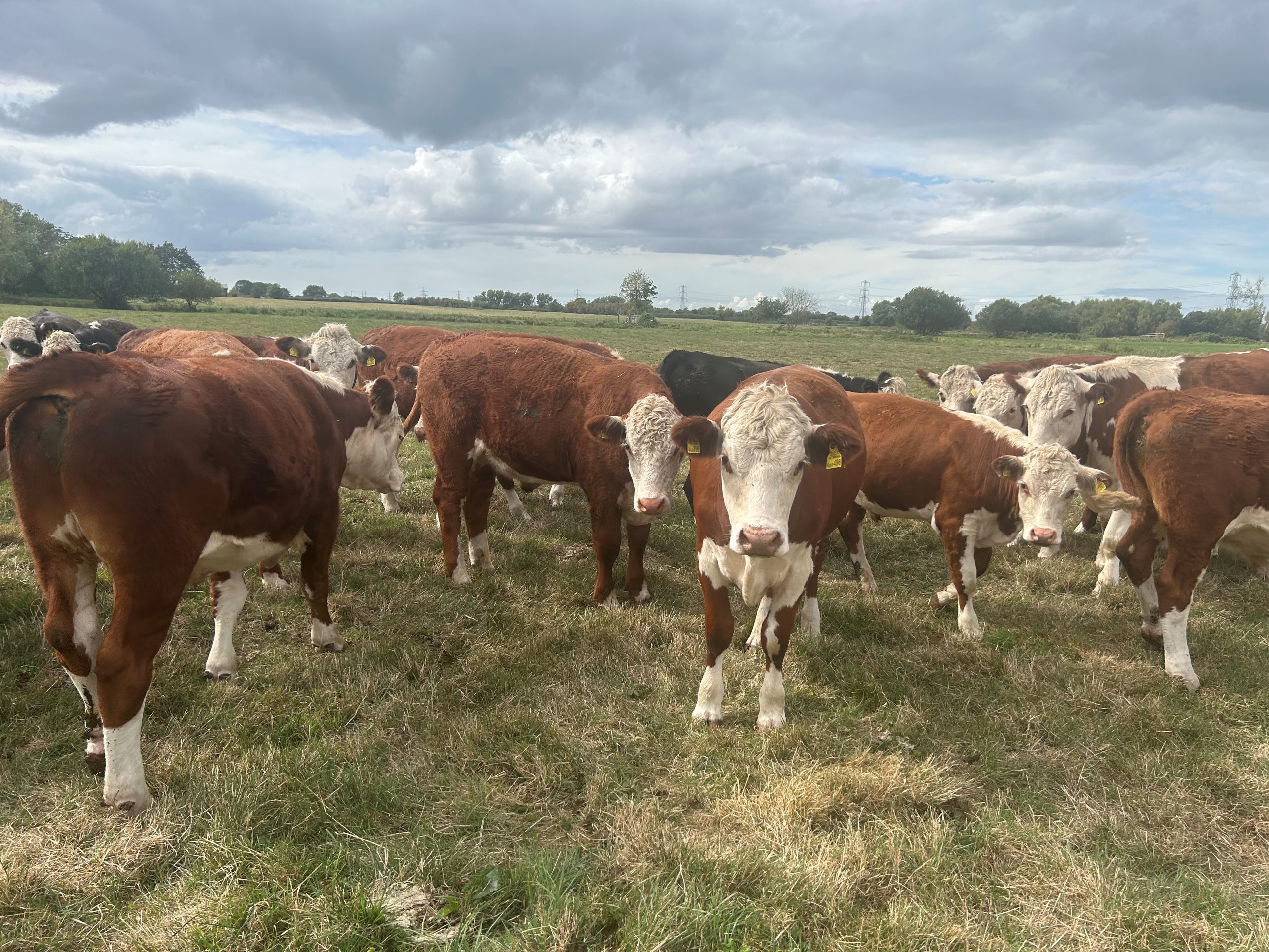 OLMC - 26 Organic Hereford Steers