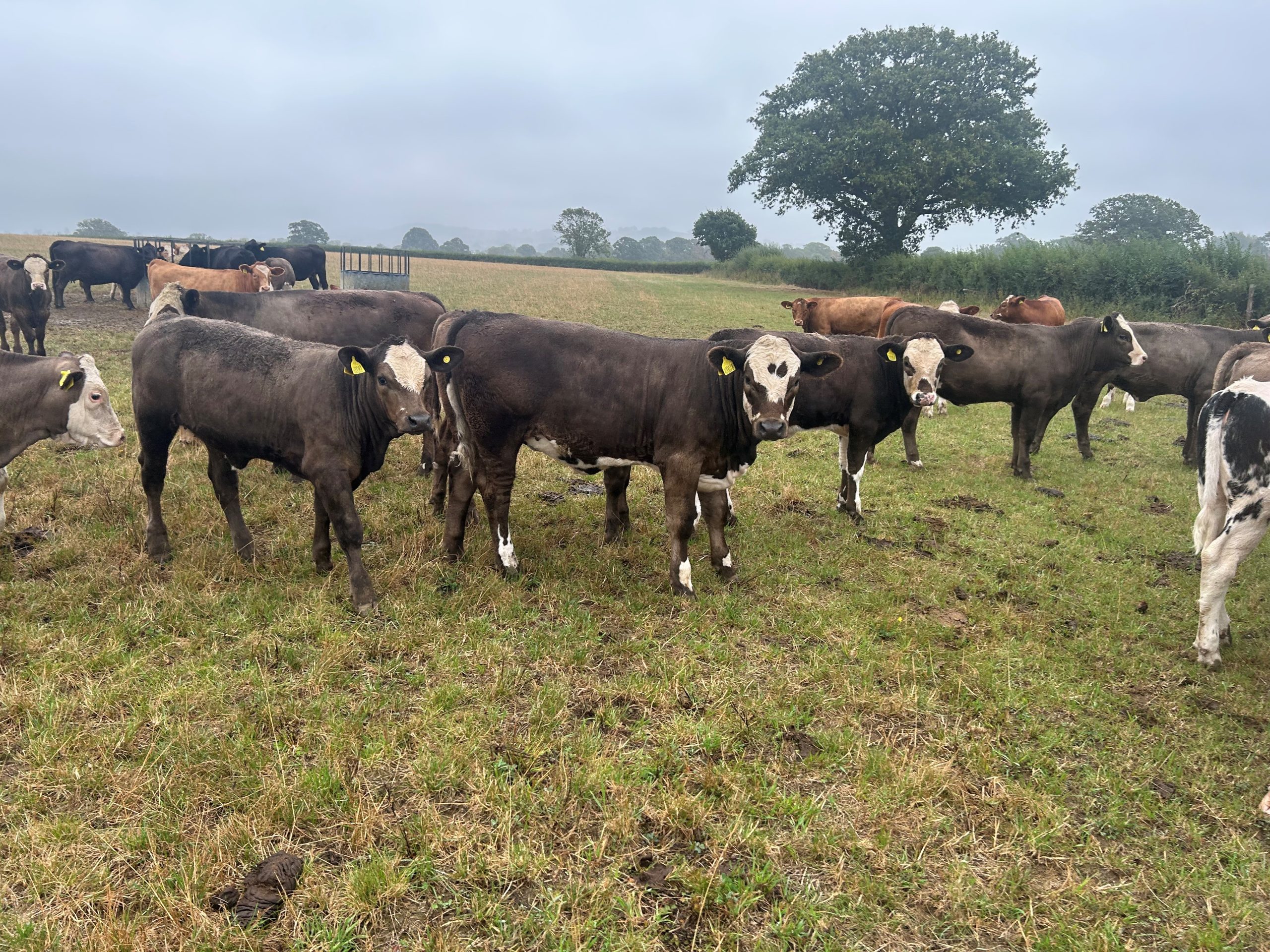 OLMC - 30 Organic Simmental Calves