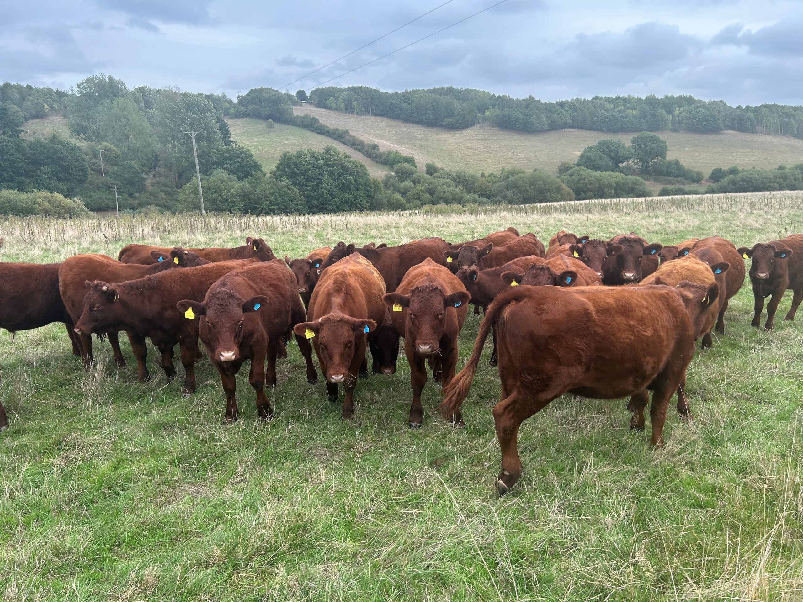 OLMC - 27 Organic North Devon Store Cattle