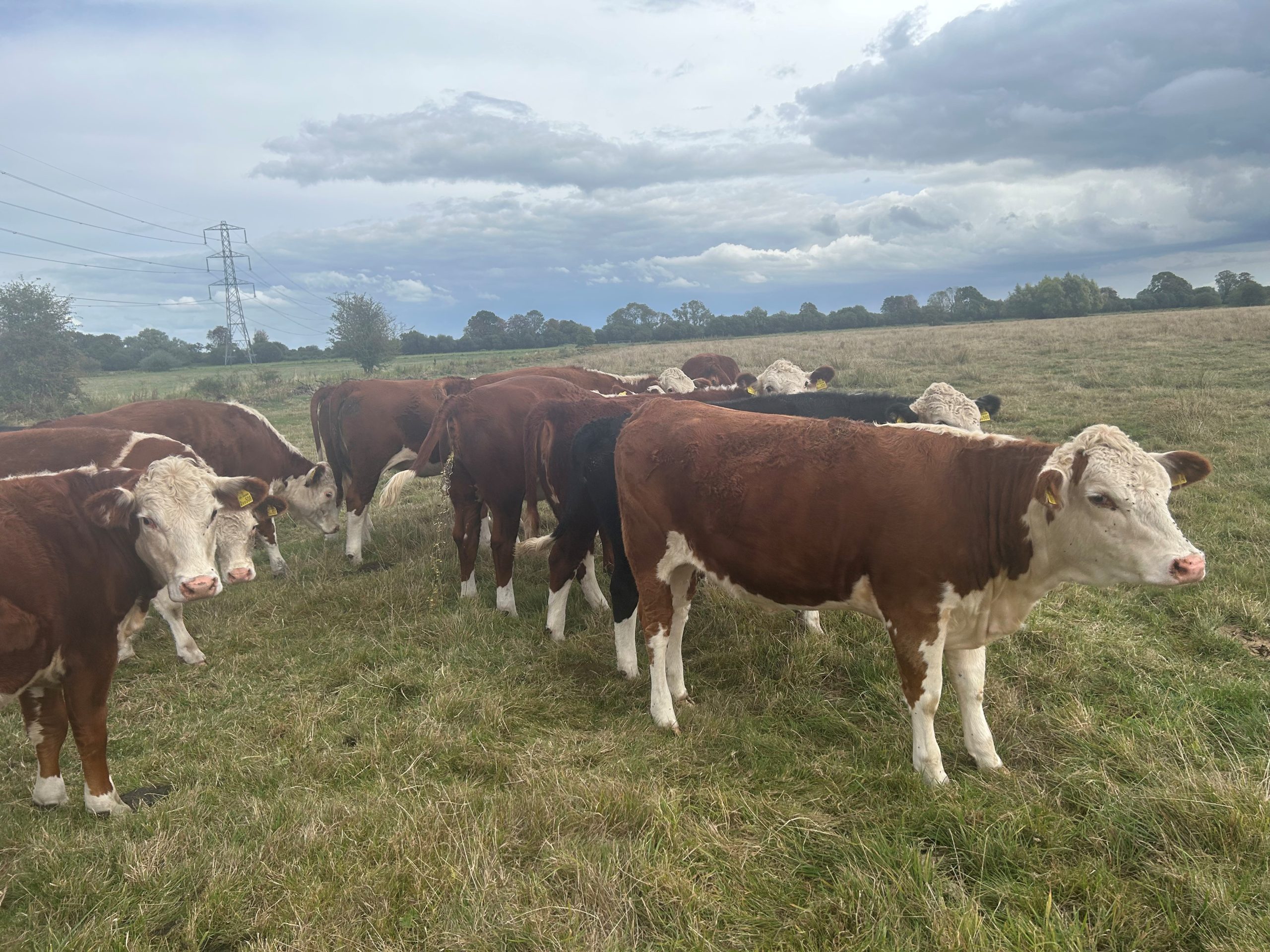 OLMC - 12 Organic Hereford Heifers
