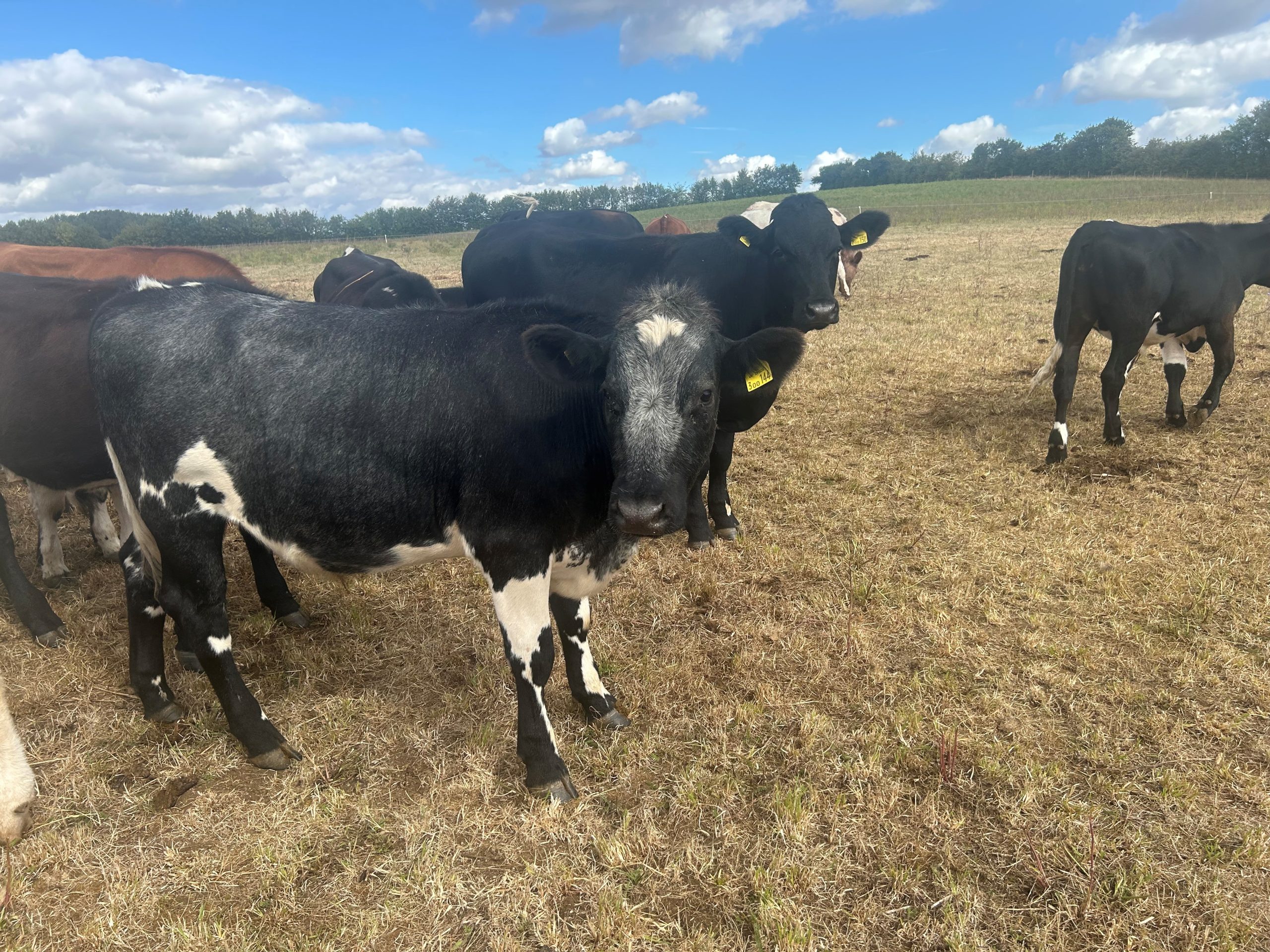 OLMC - 35 Organic Beef Shorthorn cross store cattle