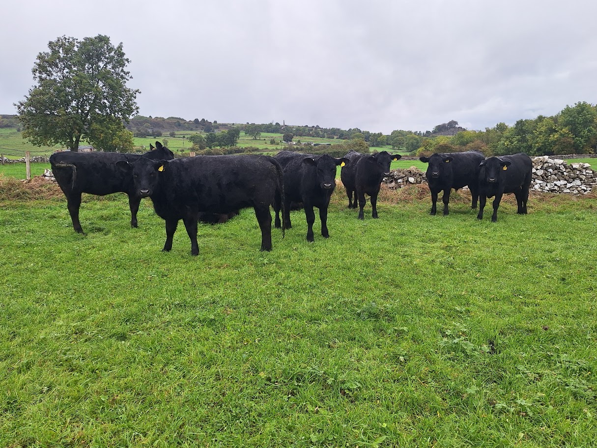OLMC - 20 Organic 12 to 17 month old AA Steers and Heifers