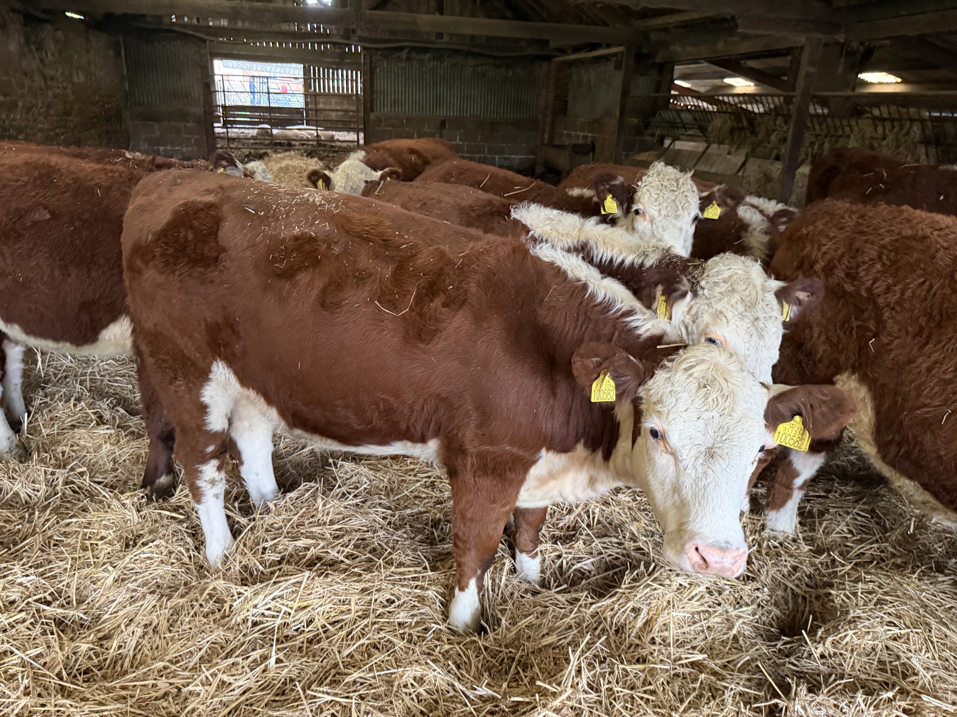 OLMC - 13 Organic Hereford Stores
