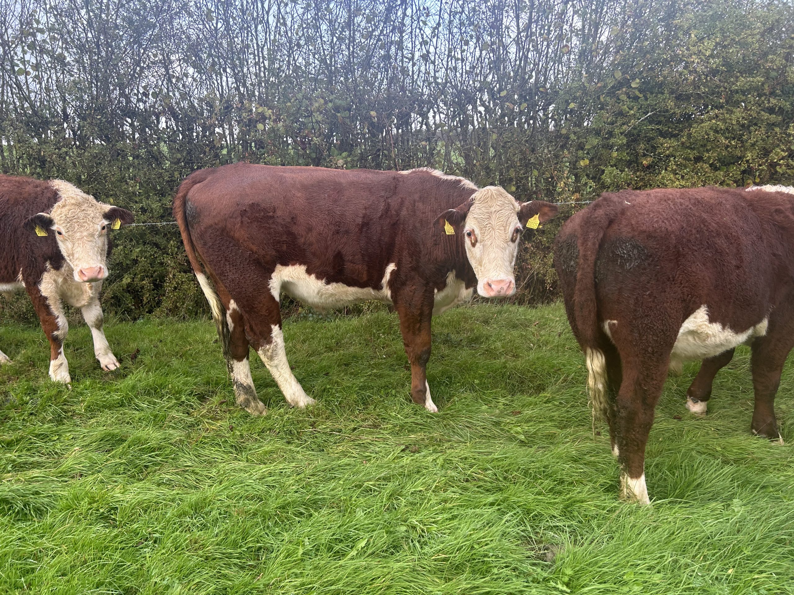 OLMC - 20 Organic Hereford Steers and Heifers