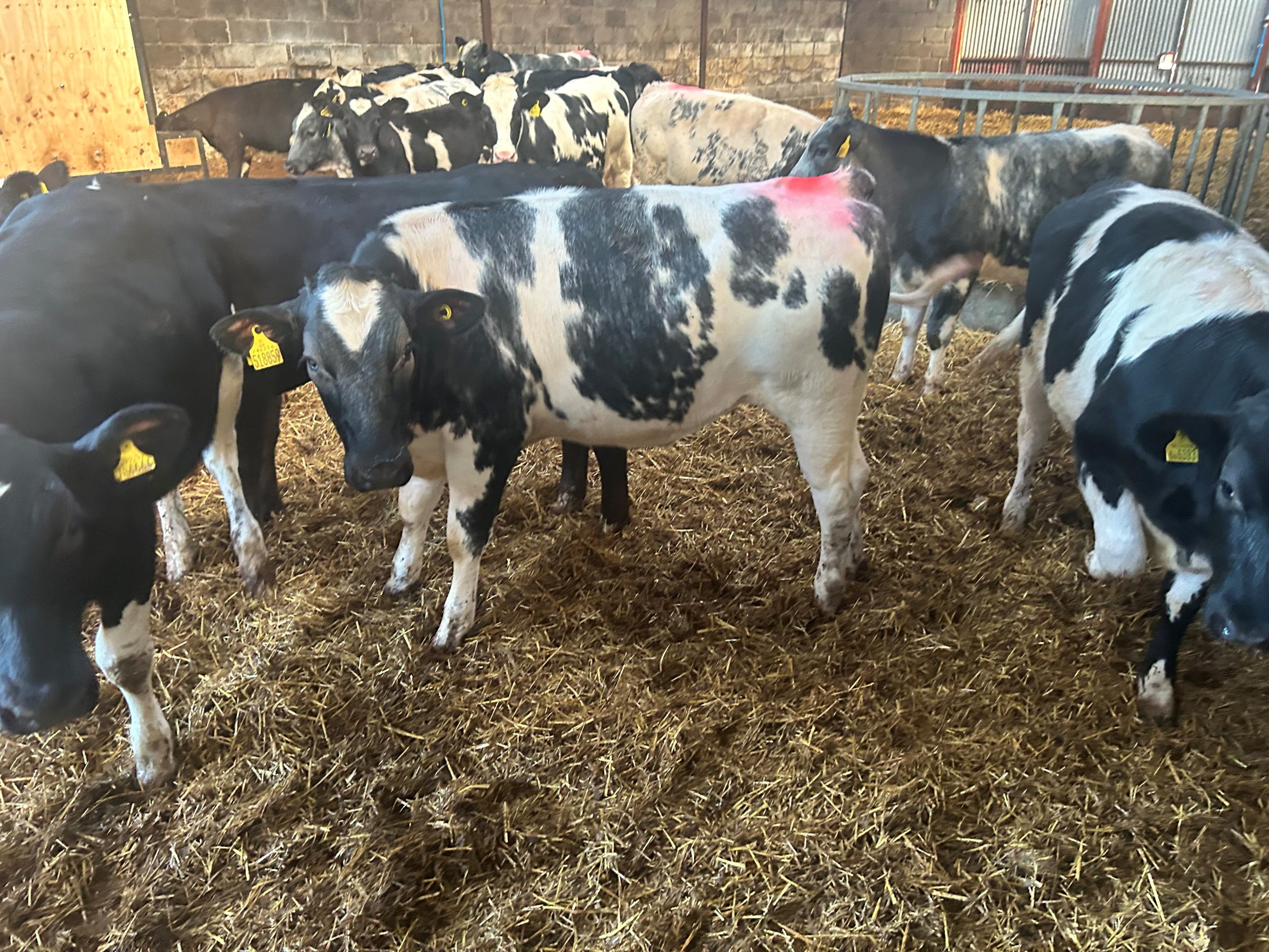 OLMC - 30 British Blue heifers 6 months old