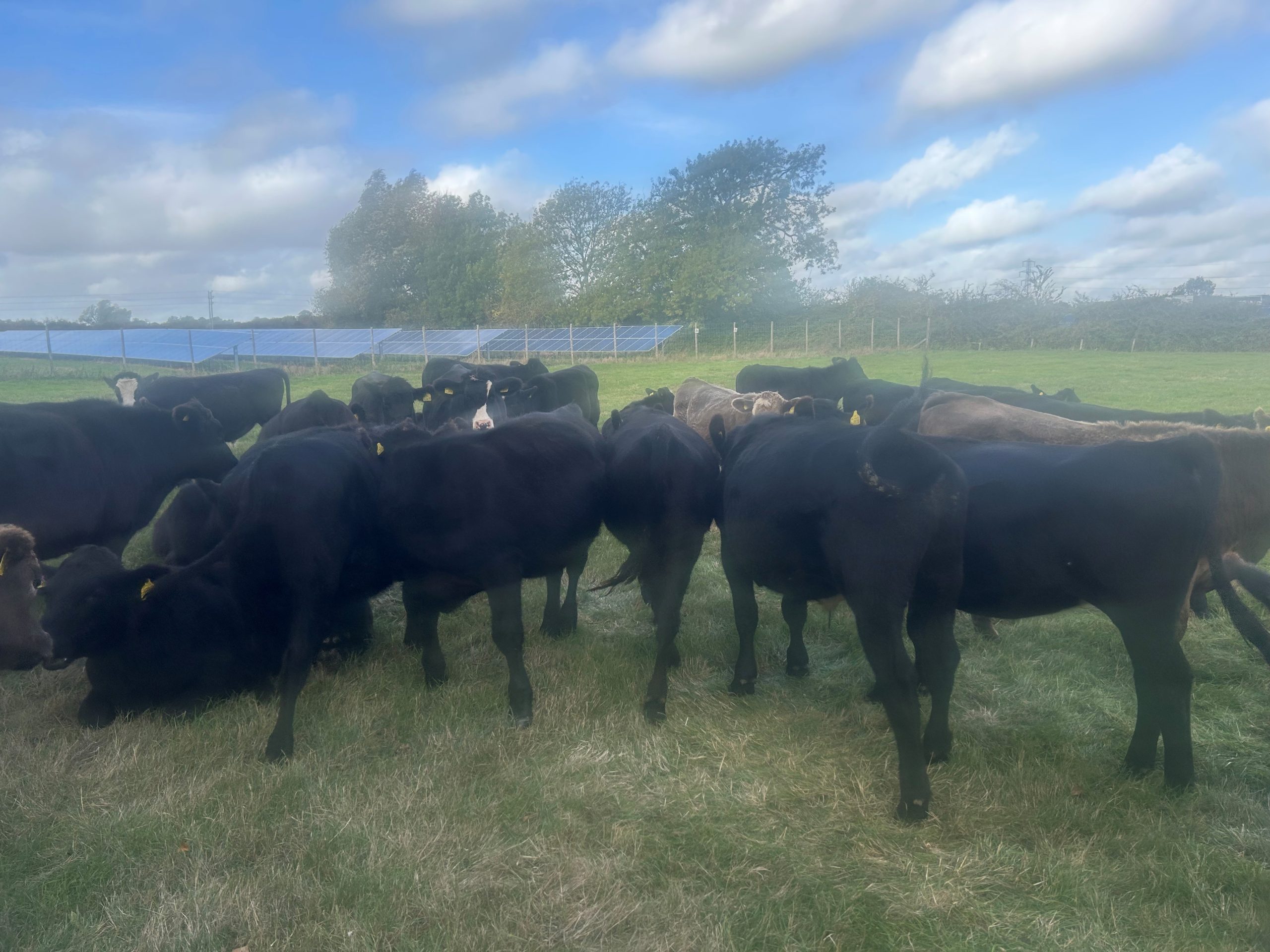 OLMC - 60 Organic TB Restricted Aberdeen Angus Store Cattle